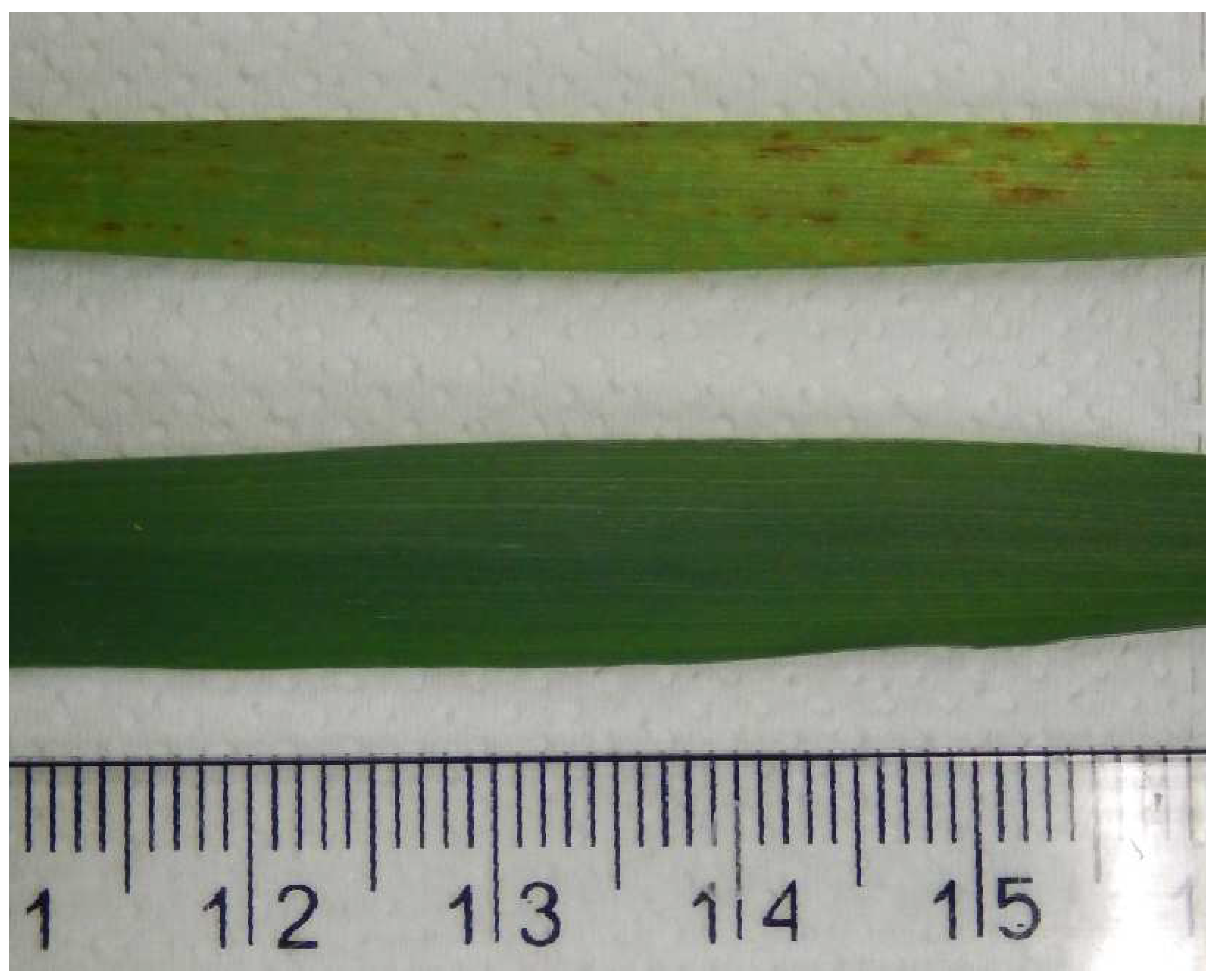 Plants 11 01405 g002