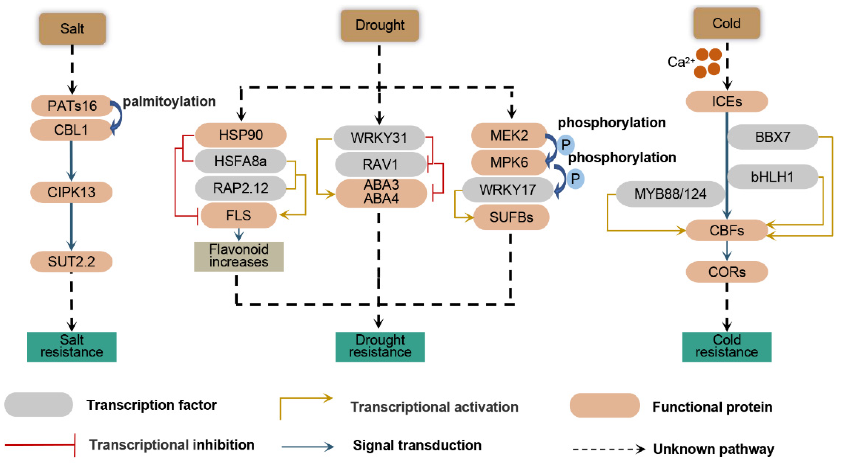 Plants 11 01408 g001 550