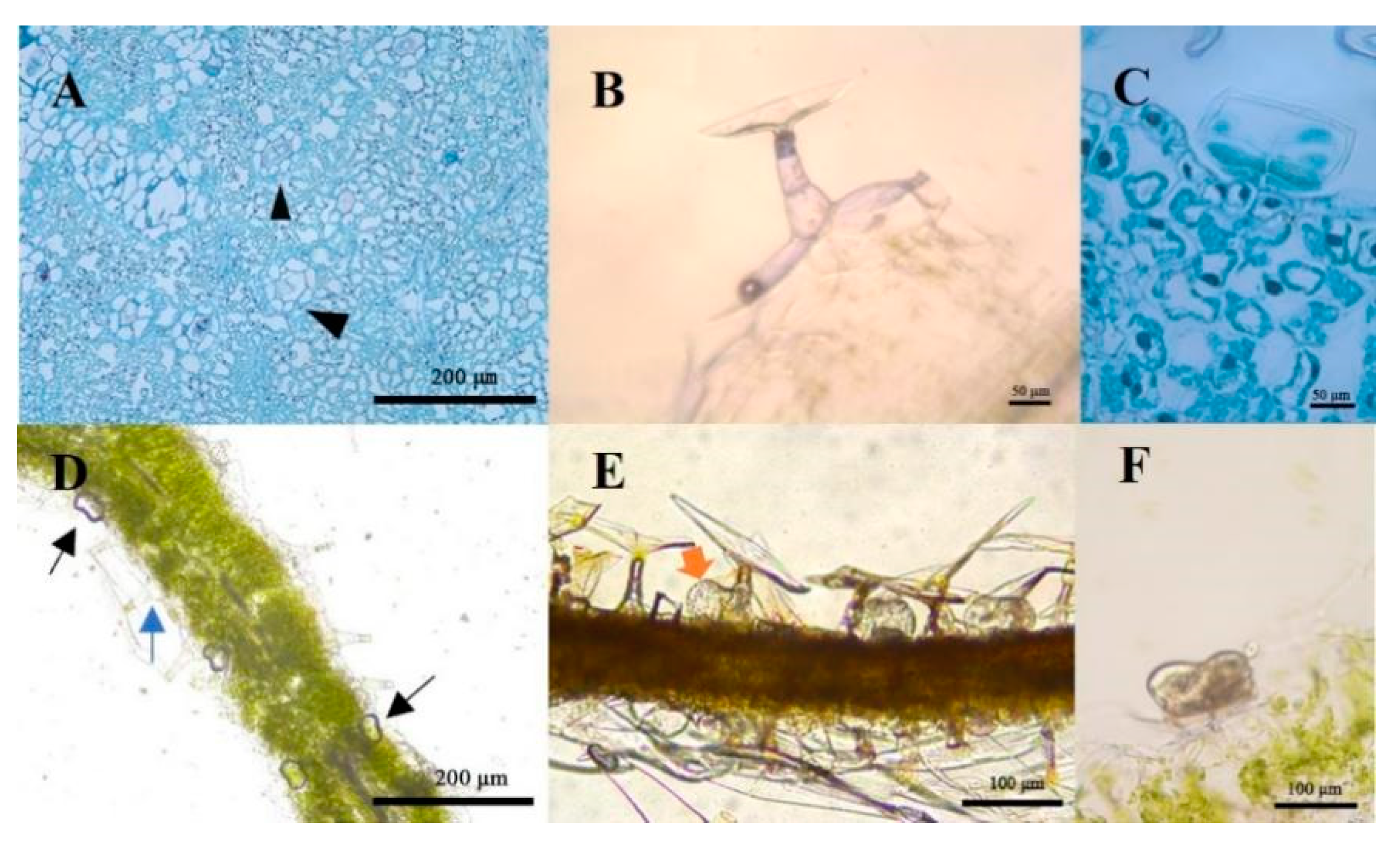 Plants 11 01410 g002