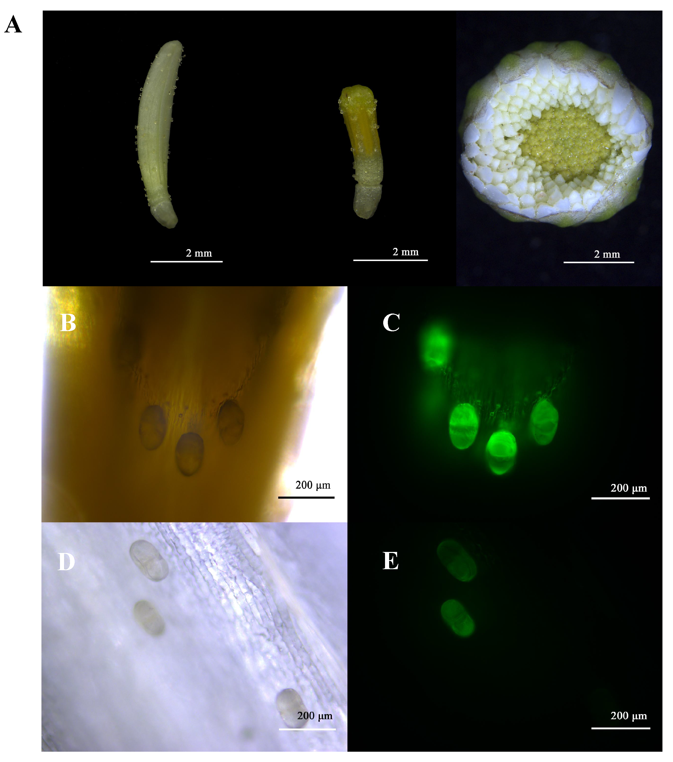 Plants 11 01410 g004