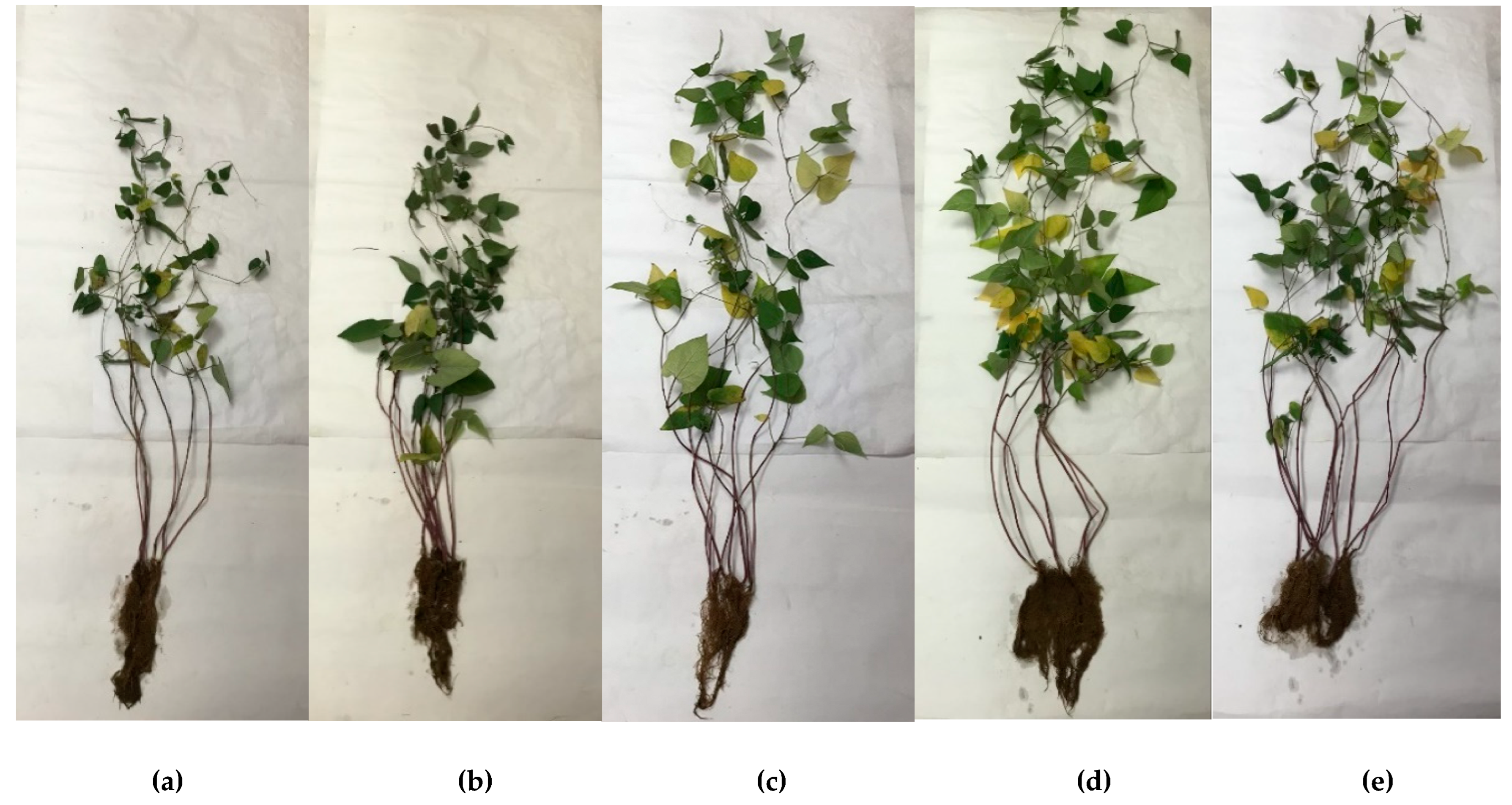 Plants 11 01419 g001