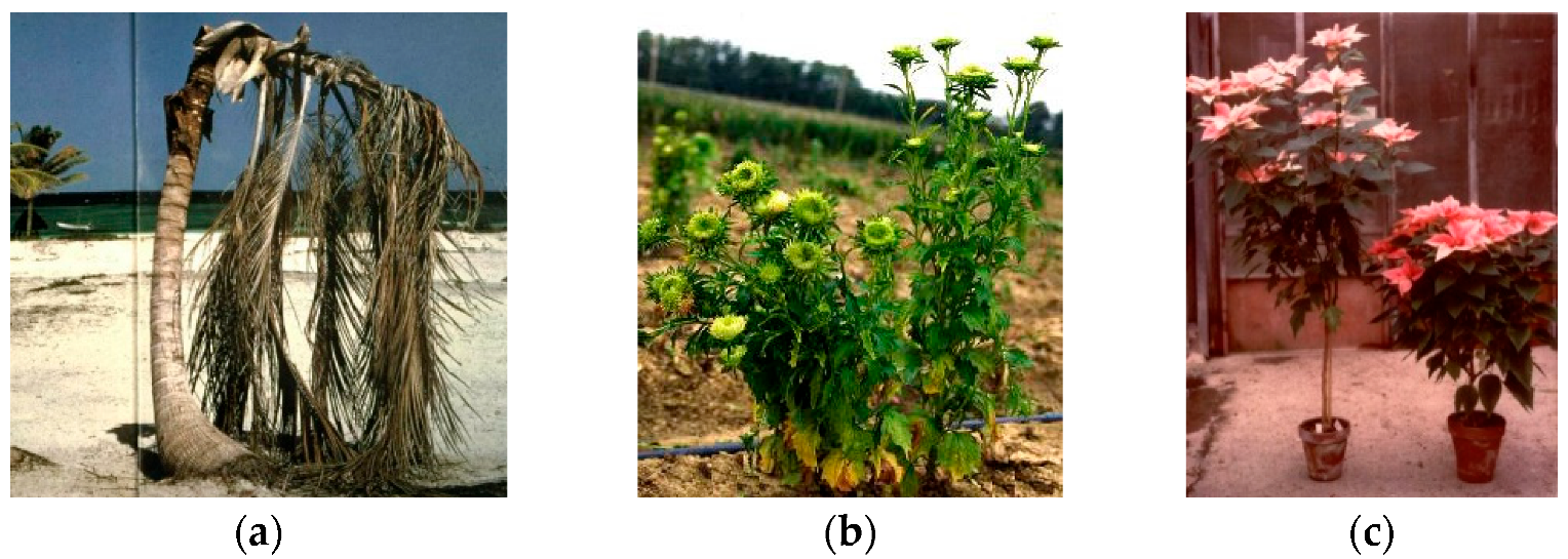 Plants 11 01425 g001