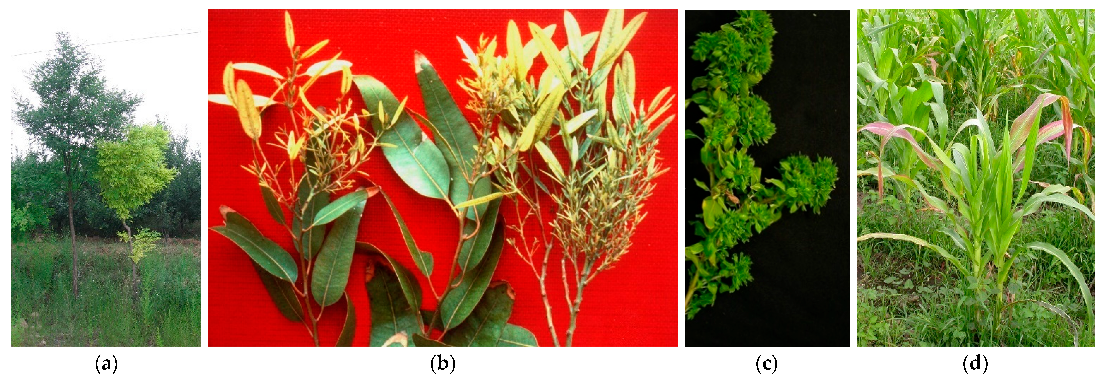 Plants 11 01425 g004