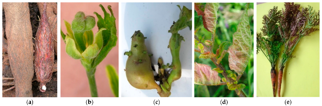 Plants 11 01425 g009