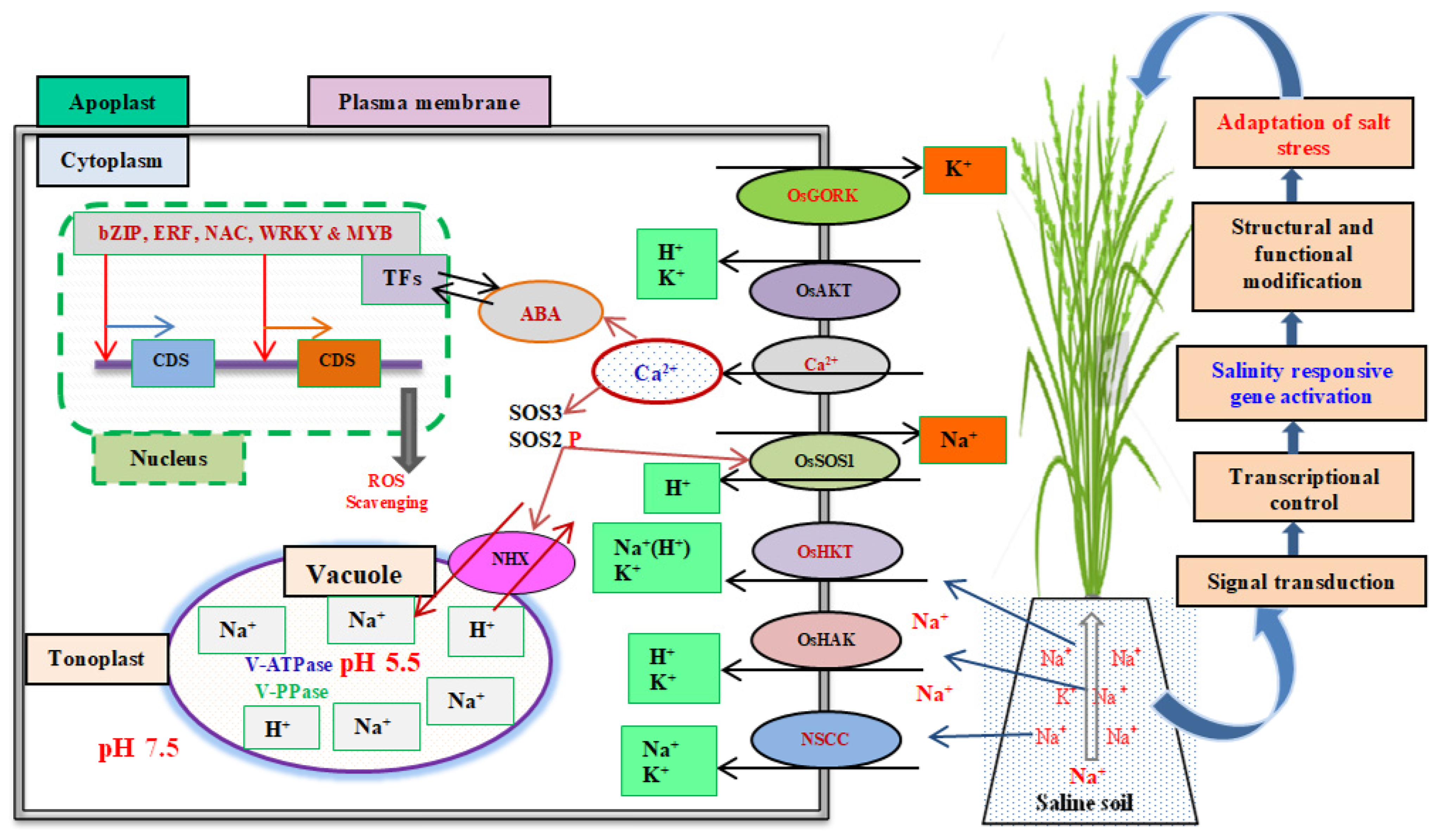 Plants 11 01430 g002