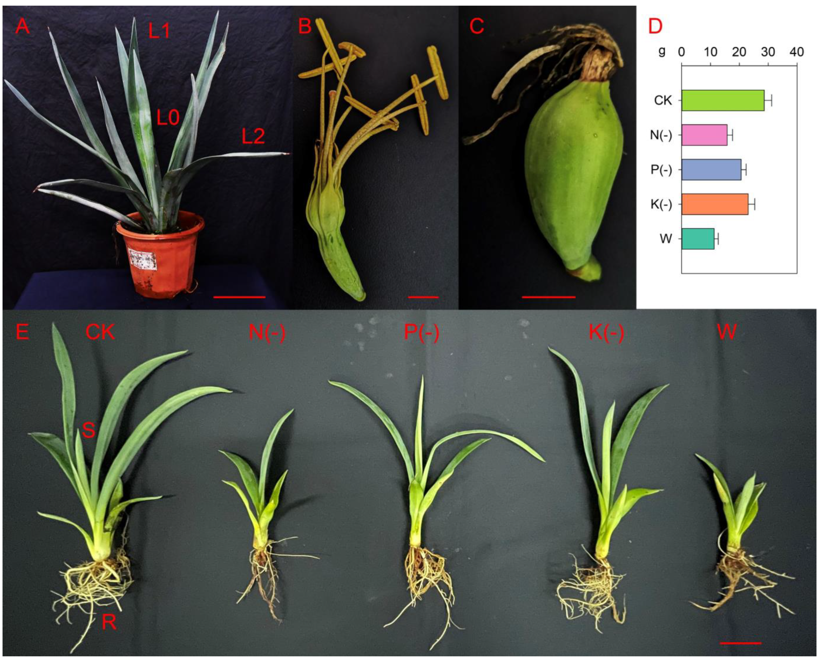 Plants 11 01434 g002