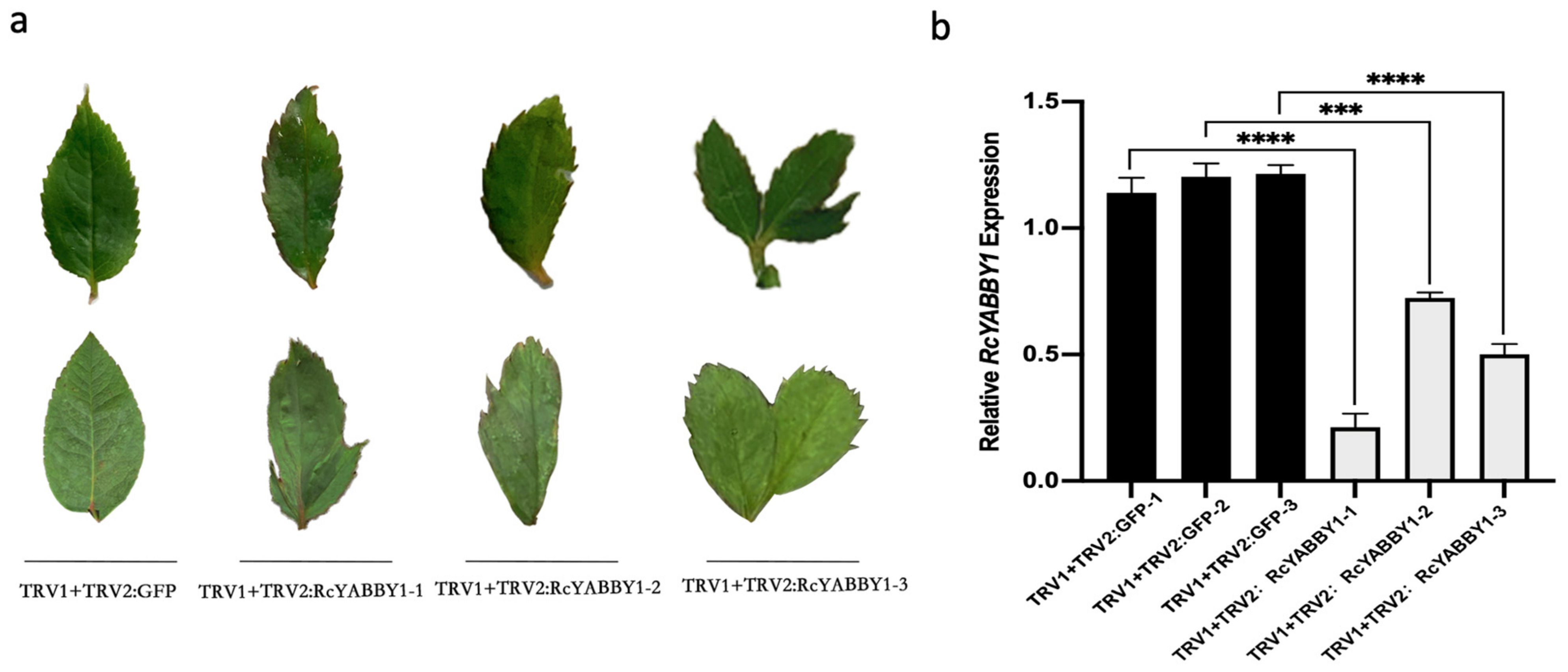 Plants 11 01438 g007 Plants 11 01438 g007