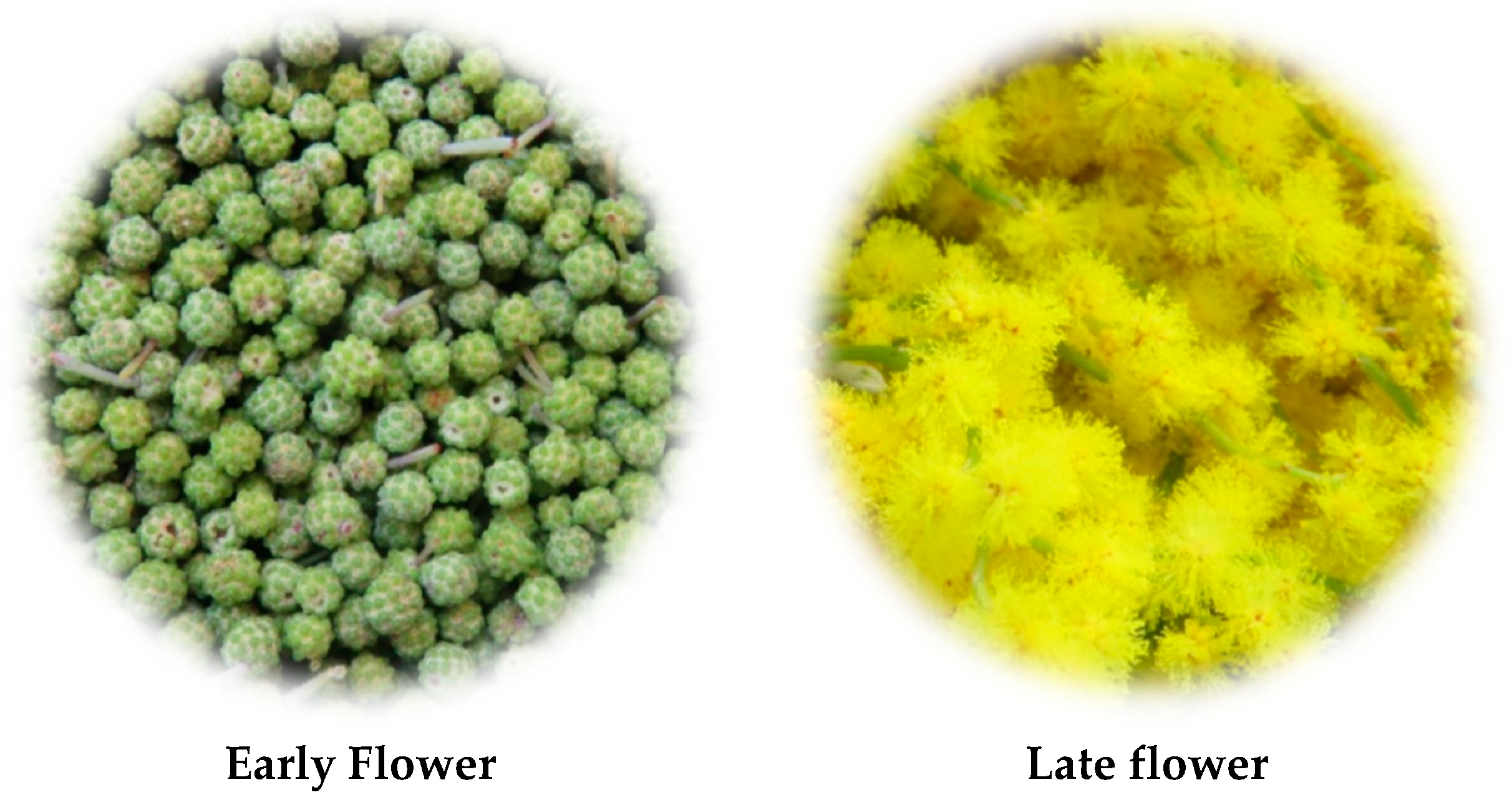 Plants 11 01442 g004