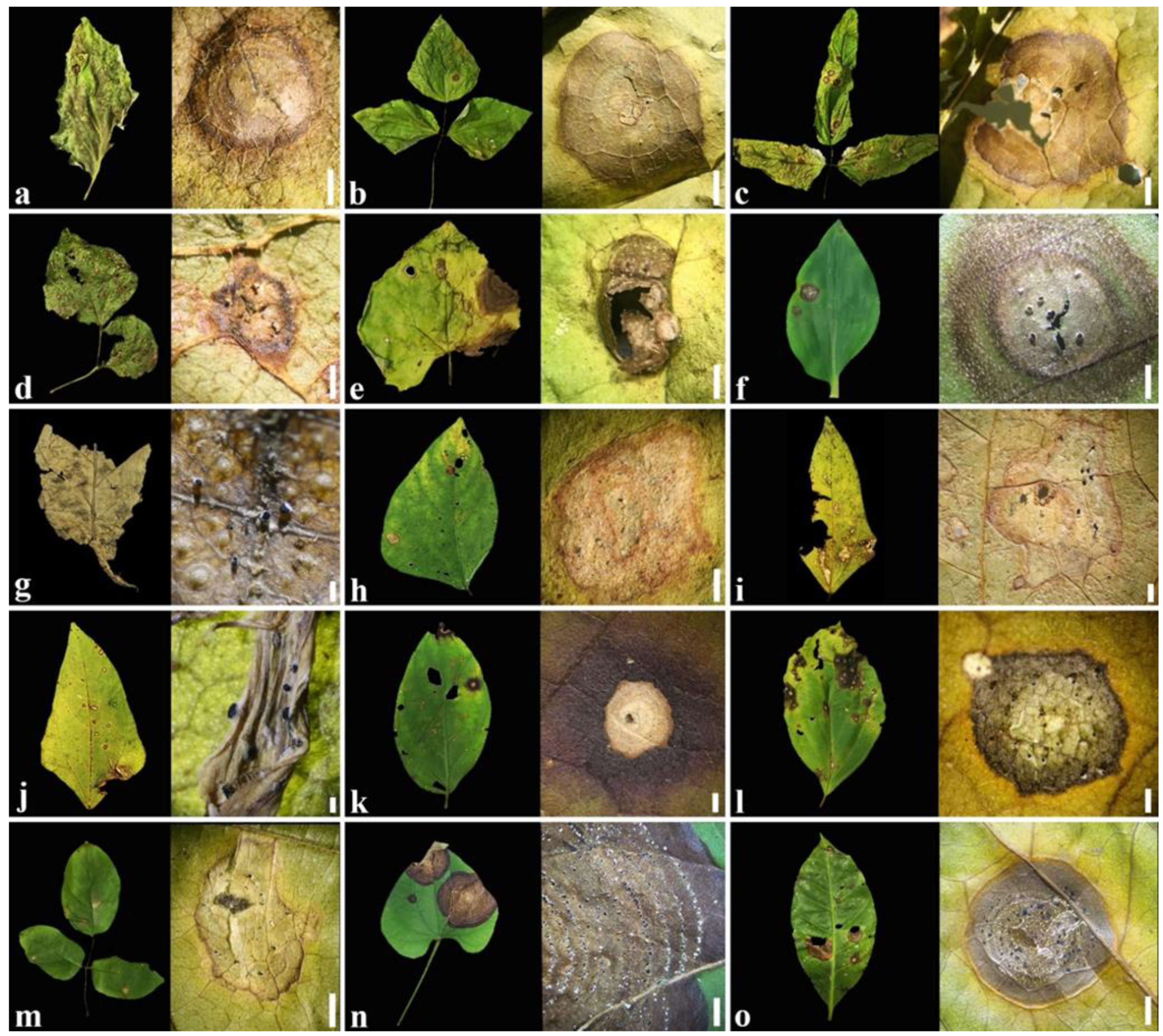 Plants 11 01445 g001 550