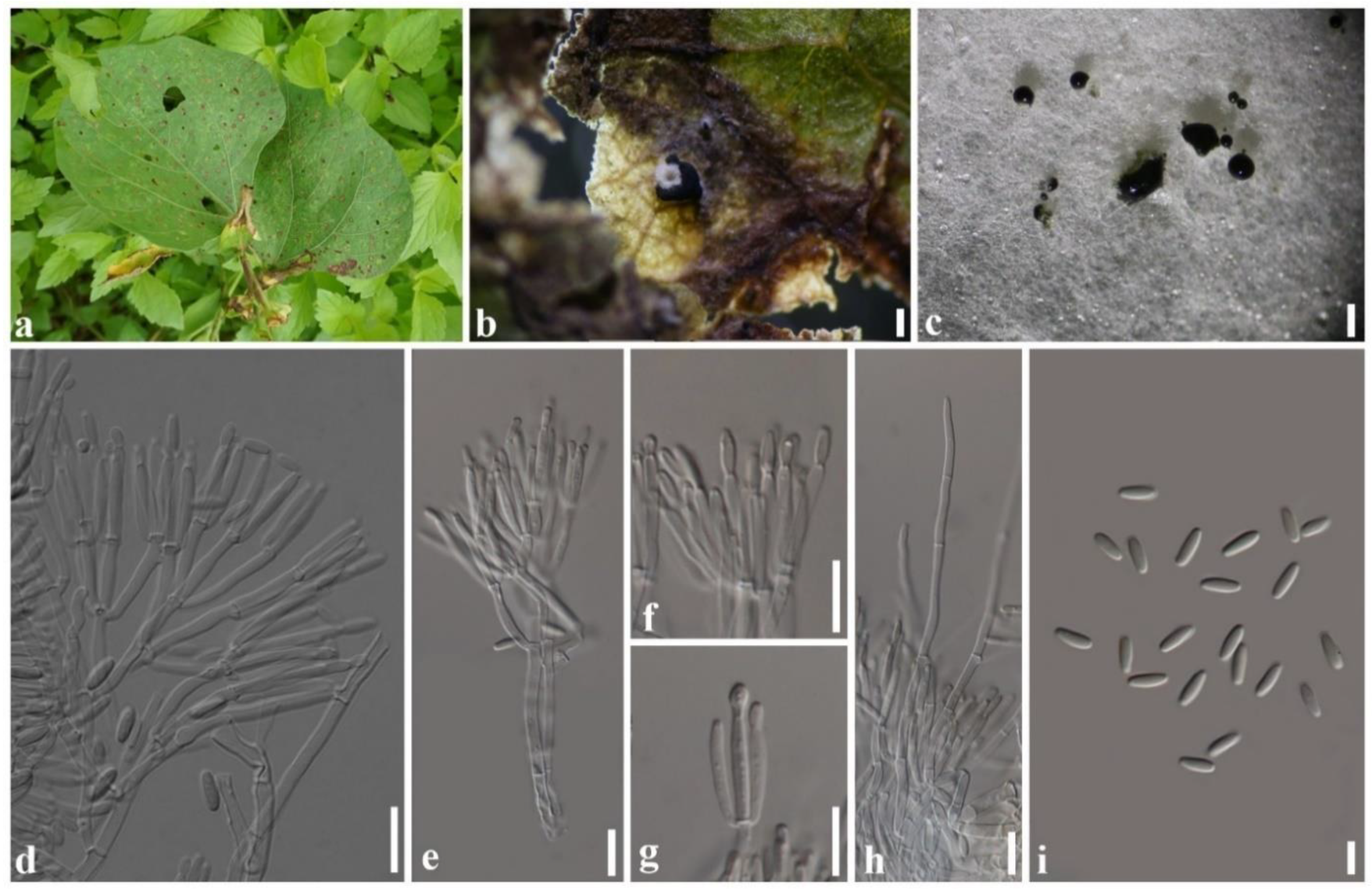 Plants 11 01445 g004 550