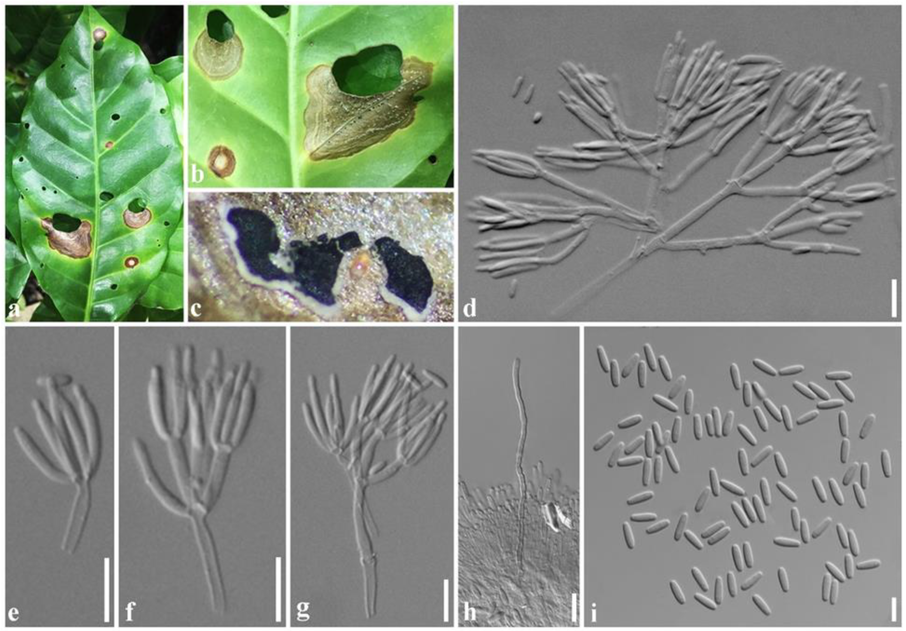 Plants 11 01445 g005 550