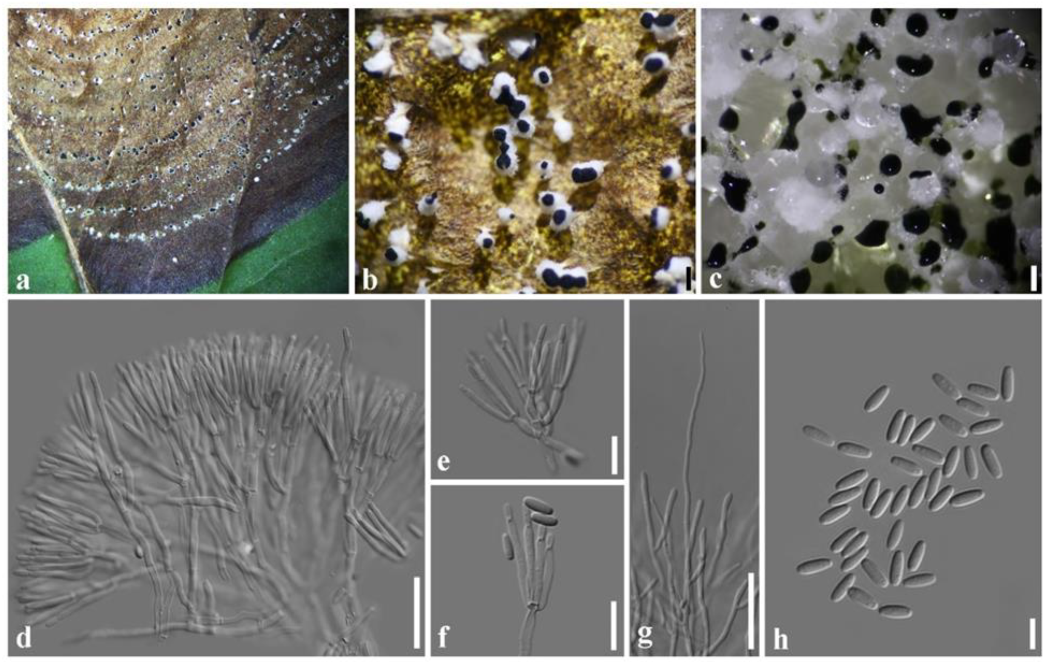 Plants 11 01445 g006 550