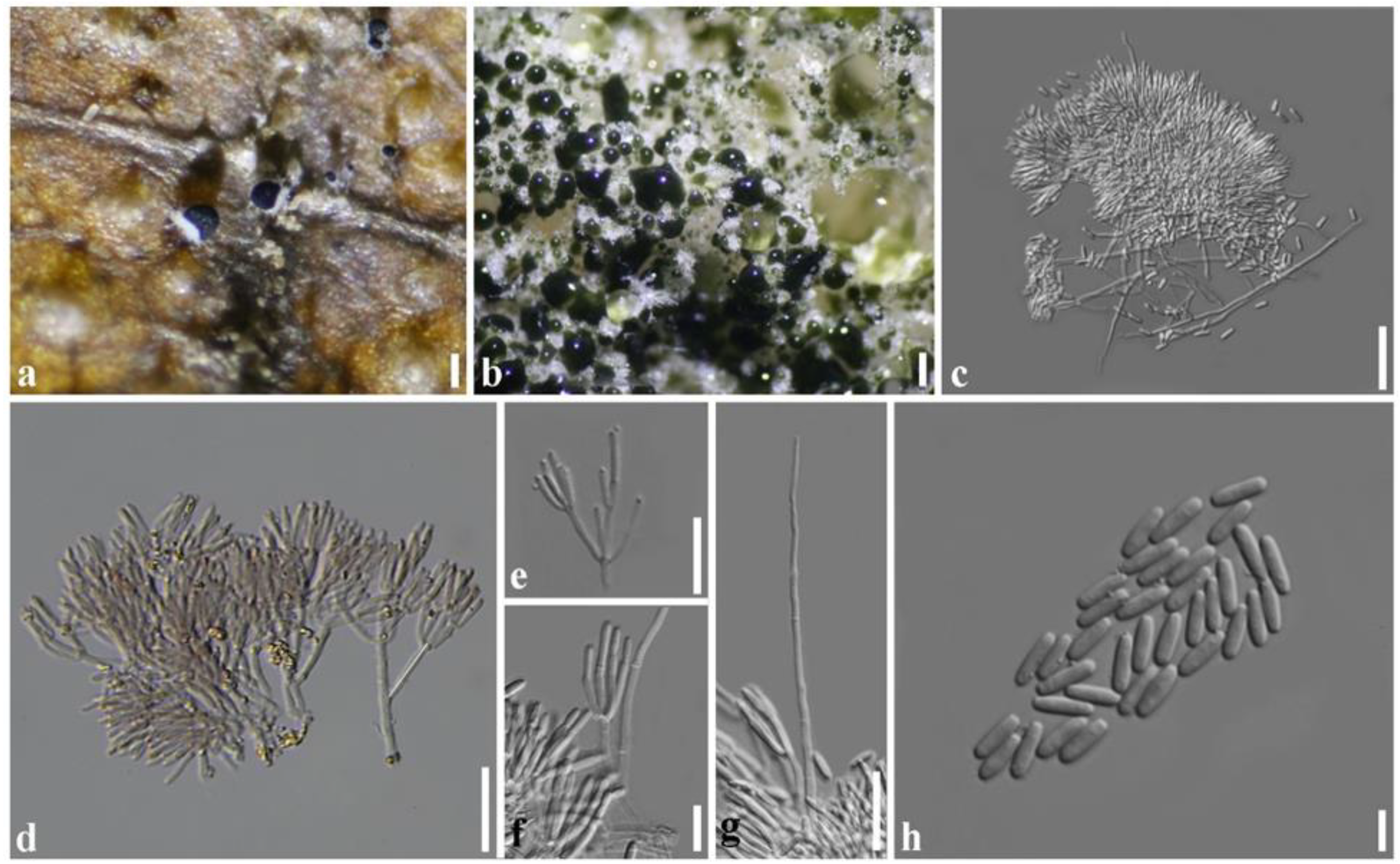 Plants 11 01445 g007 550