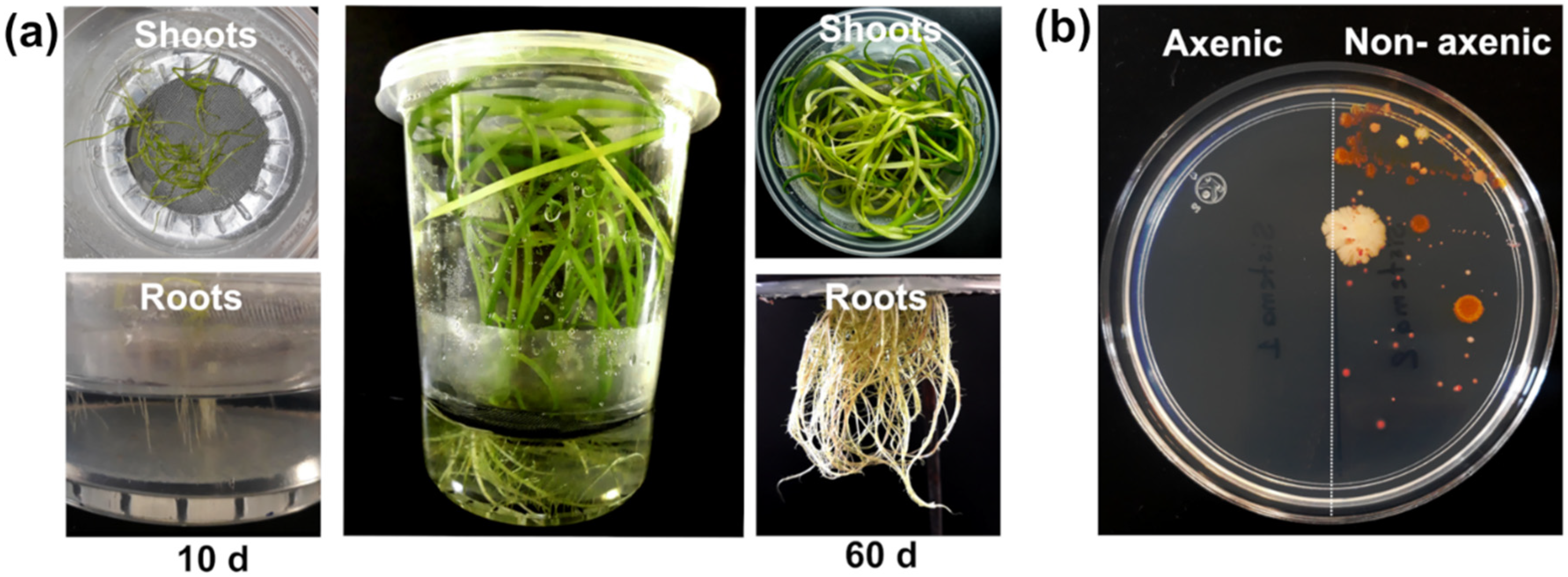 Plants 11 01447 g001