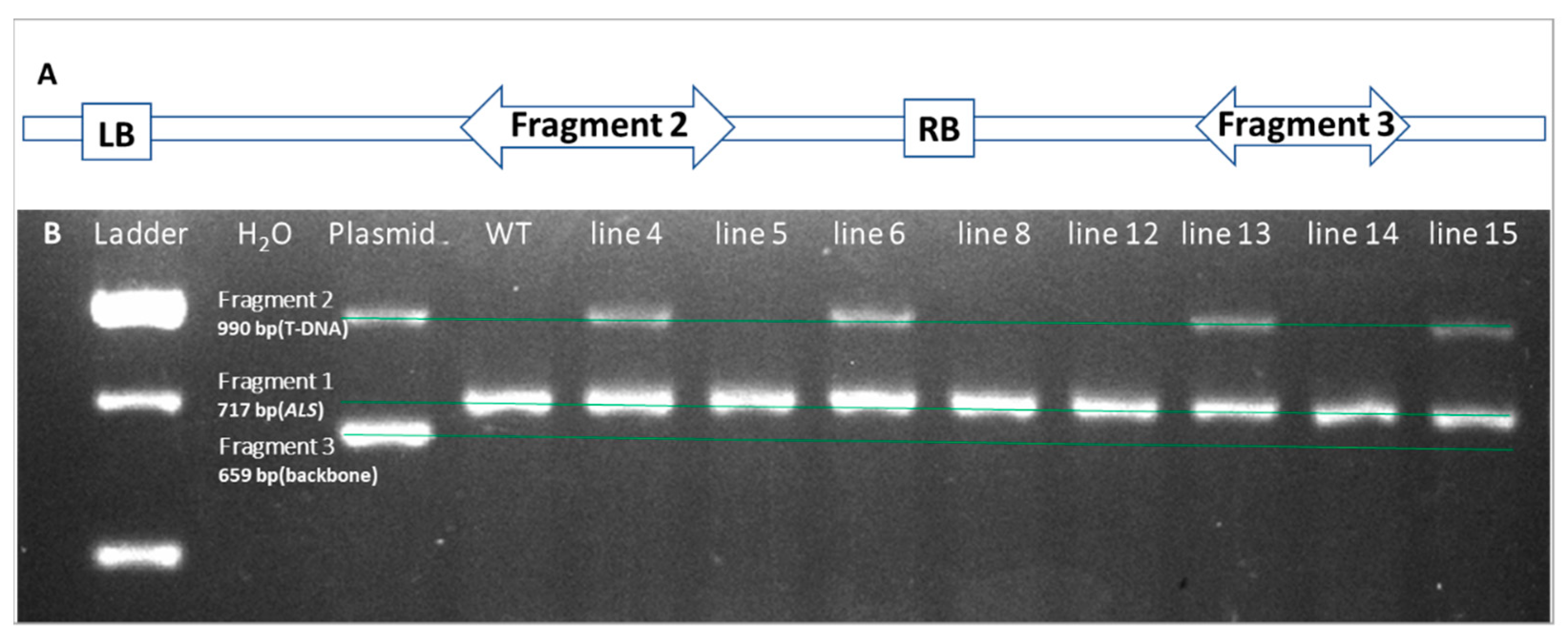 Plants 11 01457 g004