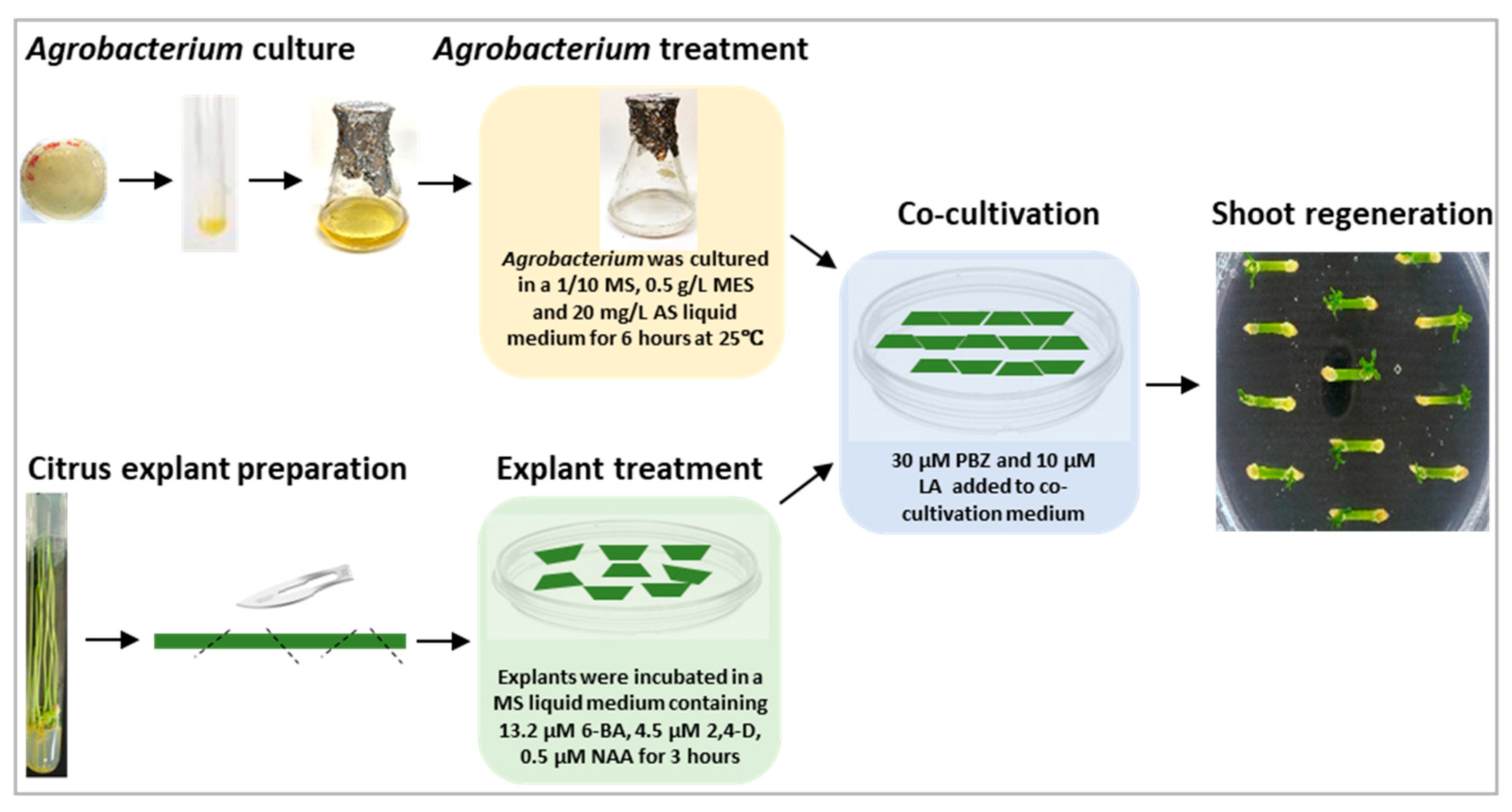 Plants 11 01457 g005