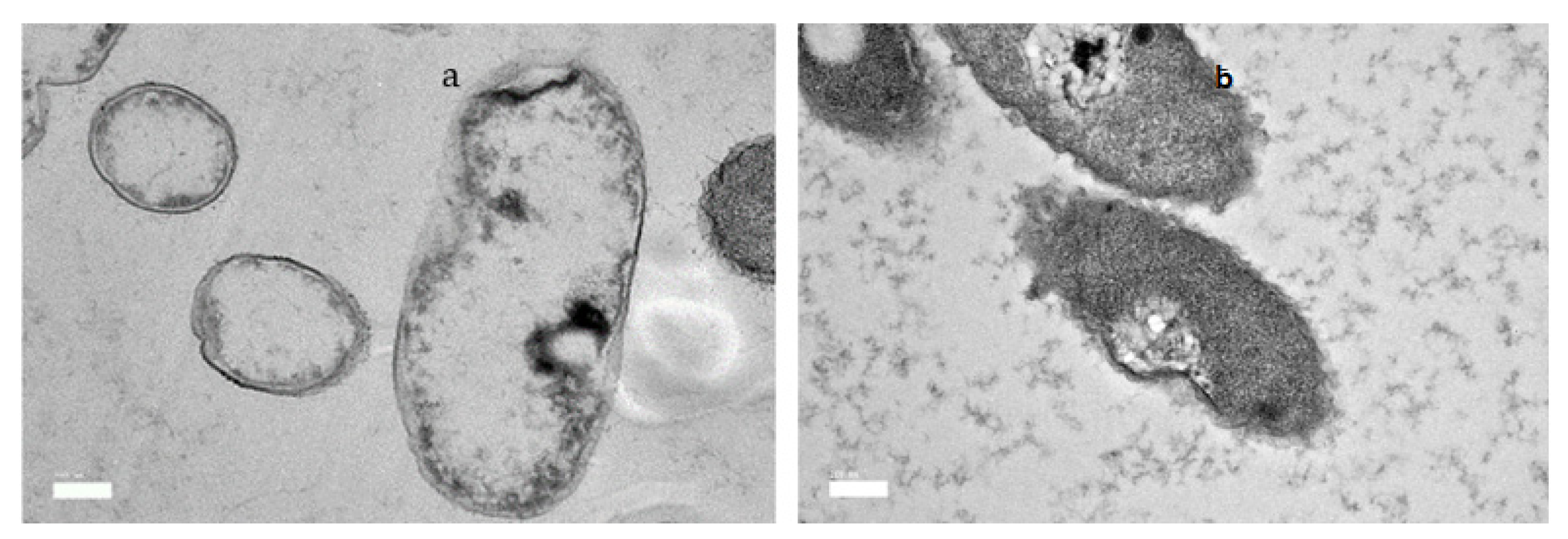 Plants 11 01466 g005 550