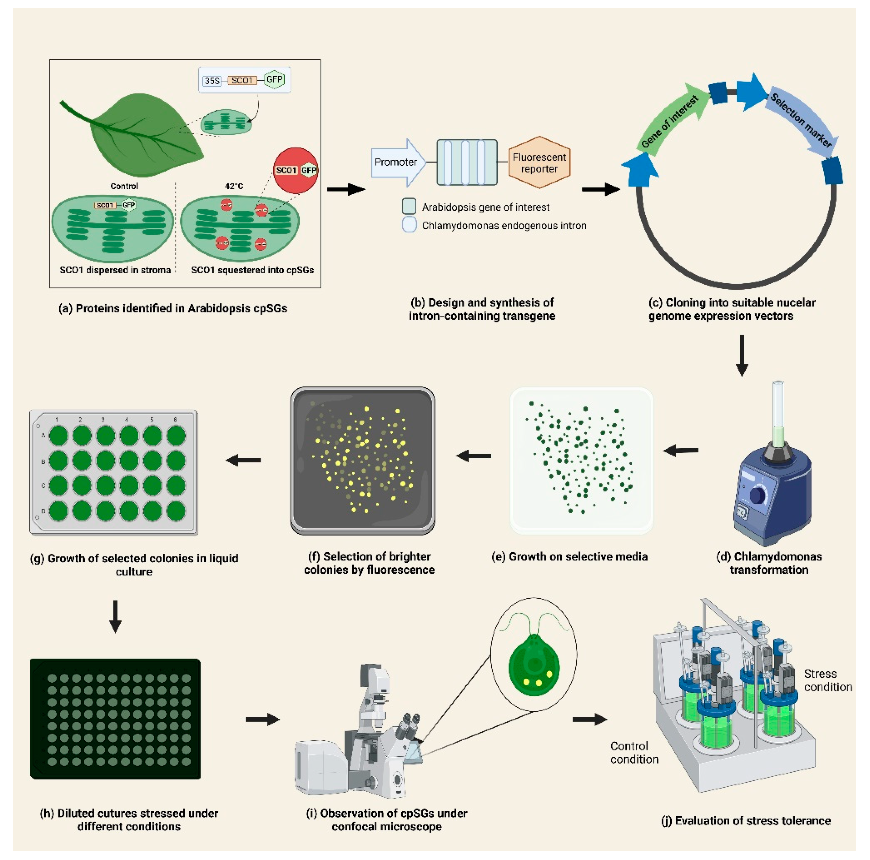 Plants 11 01467 g001