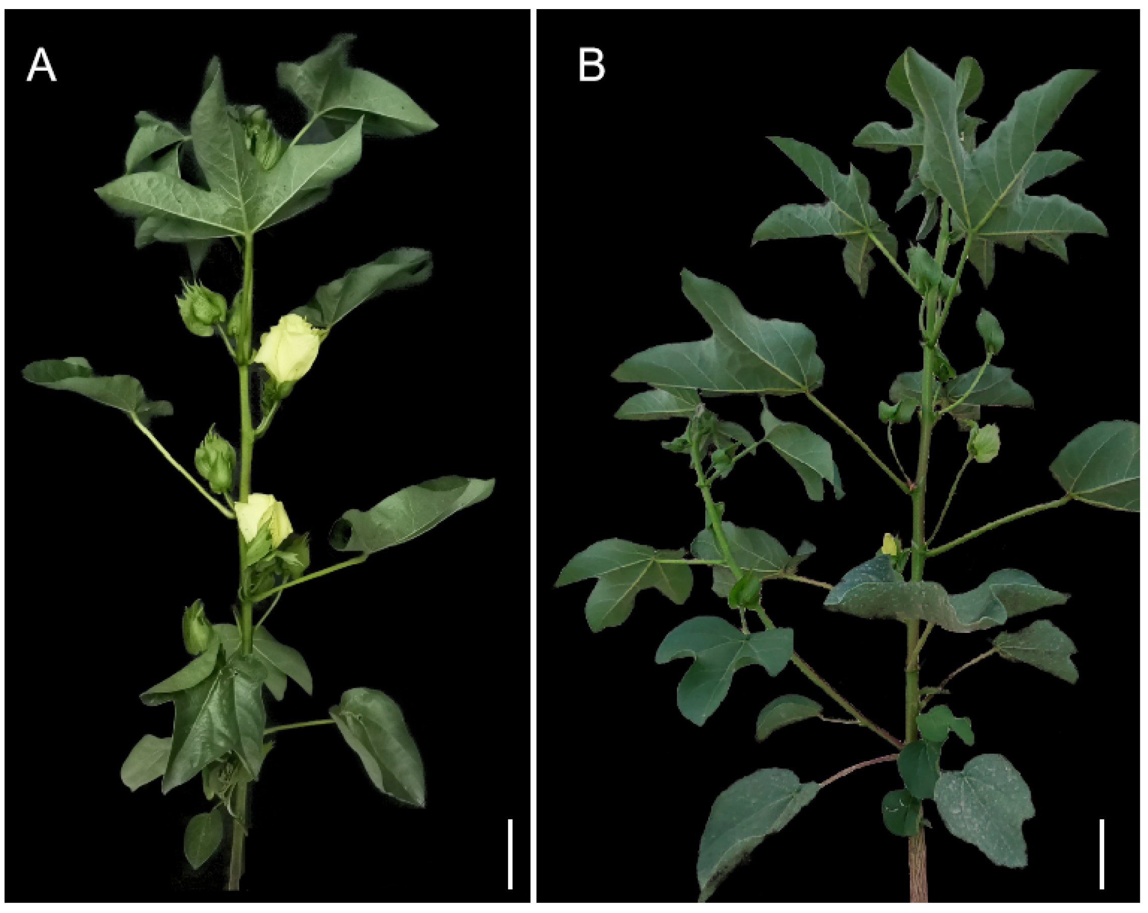 Plants 11 01483 g004