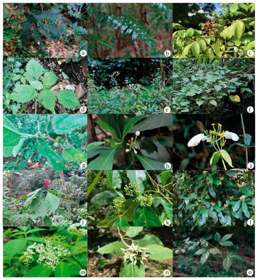 Plants | Free Full-Text | Local Wisdom and Diversity of Medicinal Plants in  Cha Miang Forest in Mae Kampong Village, Chiang Mai, Thailand, and Their  Potential for Use as Osteoprotective Products