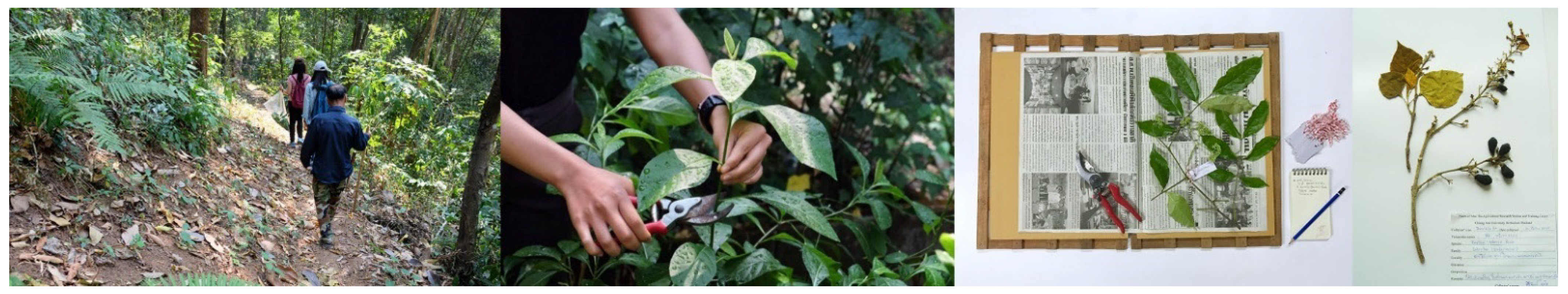 Plants | Free Full-Text | Local Wisdom and Diversity of Medicinal Plants in  Cha Miang Forest in Mae Kampong Village, Chiang Mai, Thailand, and Their  Potential for Use as Osteoprotective Products