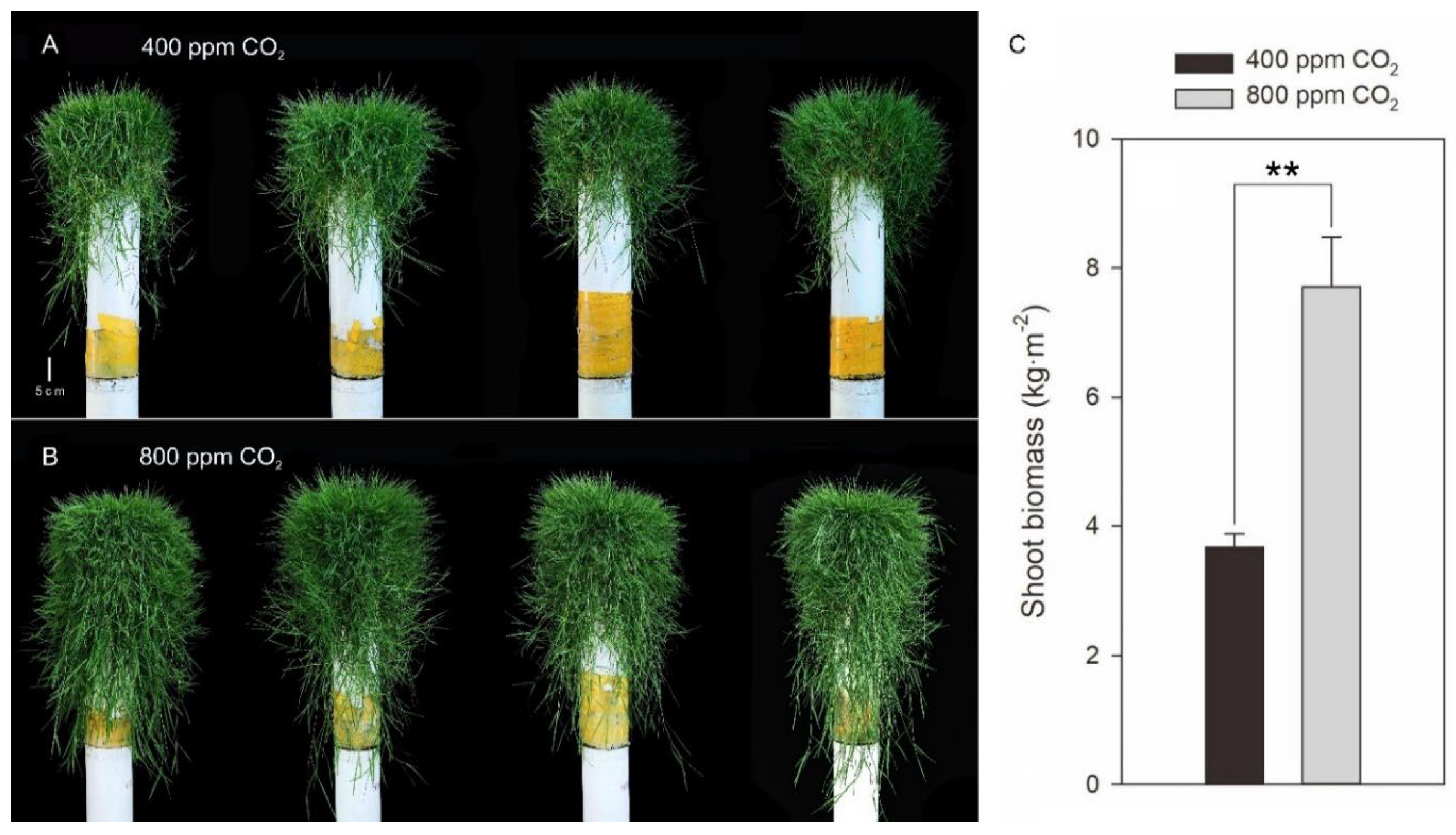 Plants 11 01500 g001