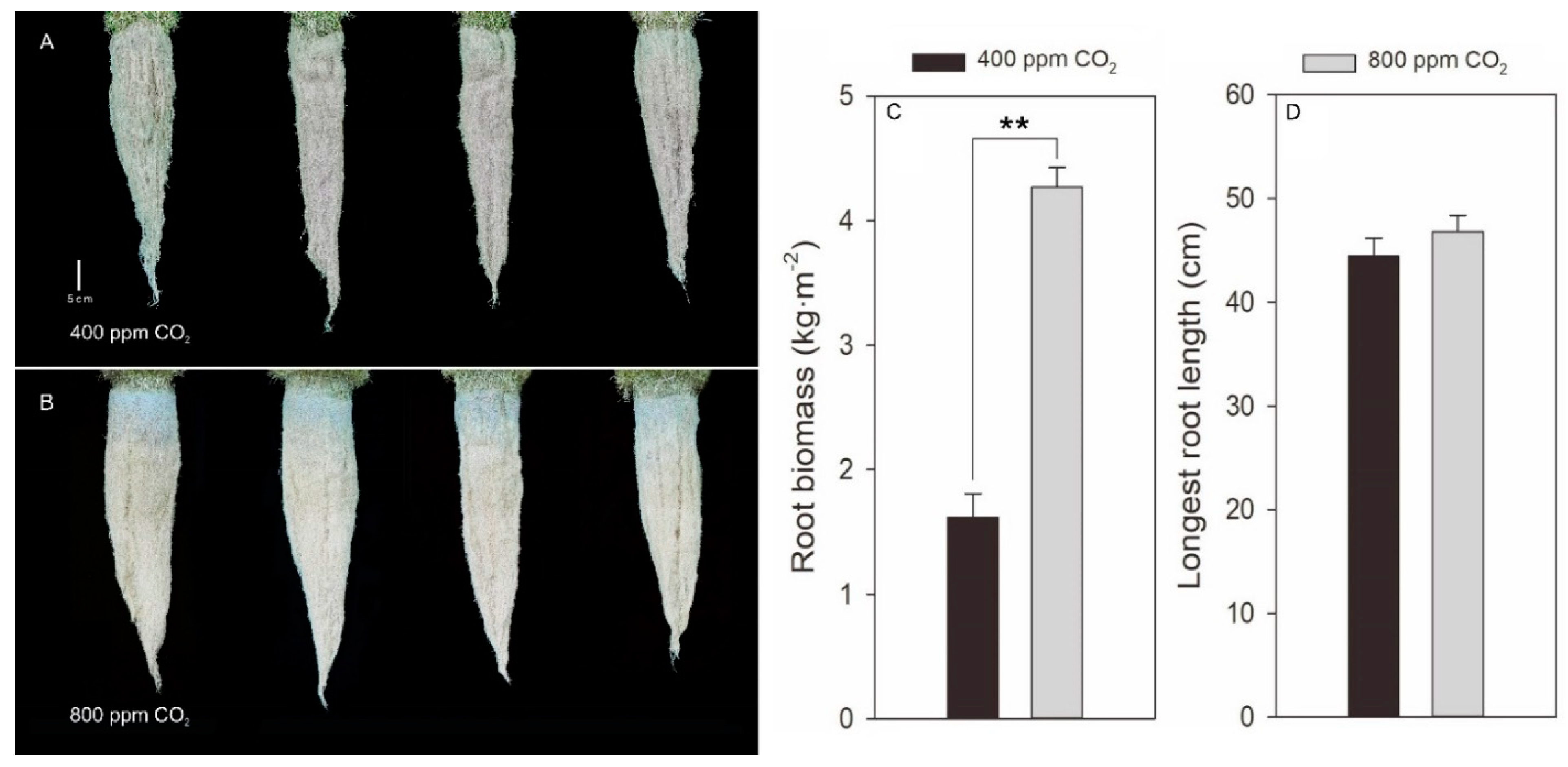 Plants 11 01500 g003