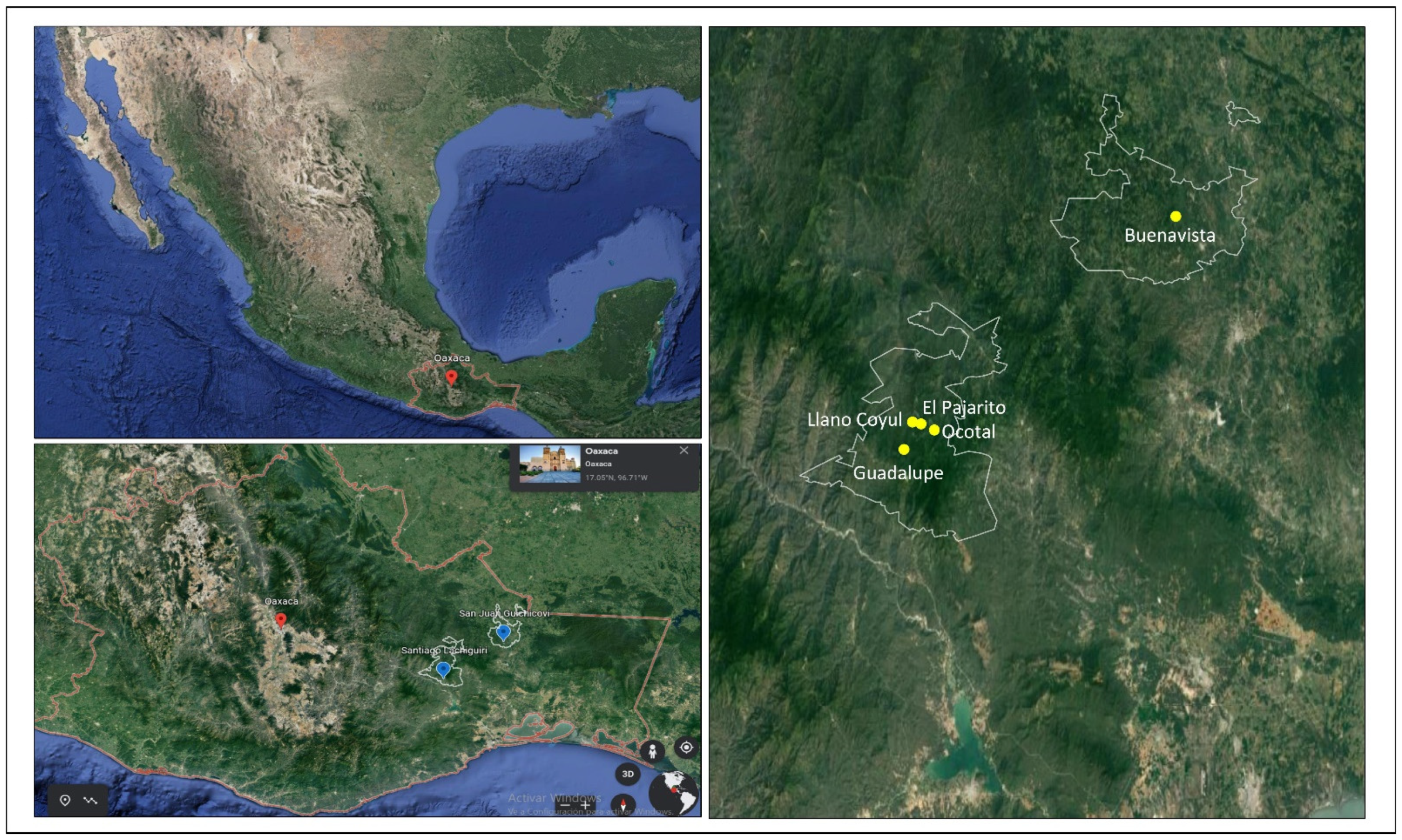 Plants Free Full-Text Roadmapping 5.0 Technologies in Agriculture A Technological Proposal for Developing the Coffee Plant Centered on Indigenous Producersandrsquo; Requirements from Mexico, via Knowledge Management