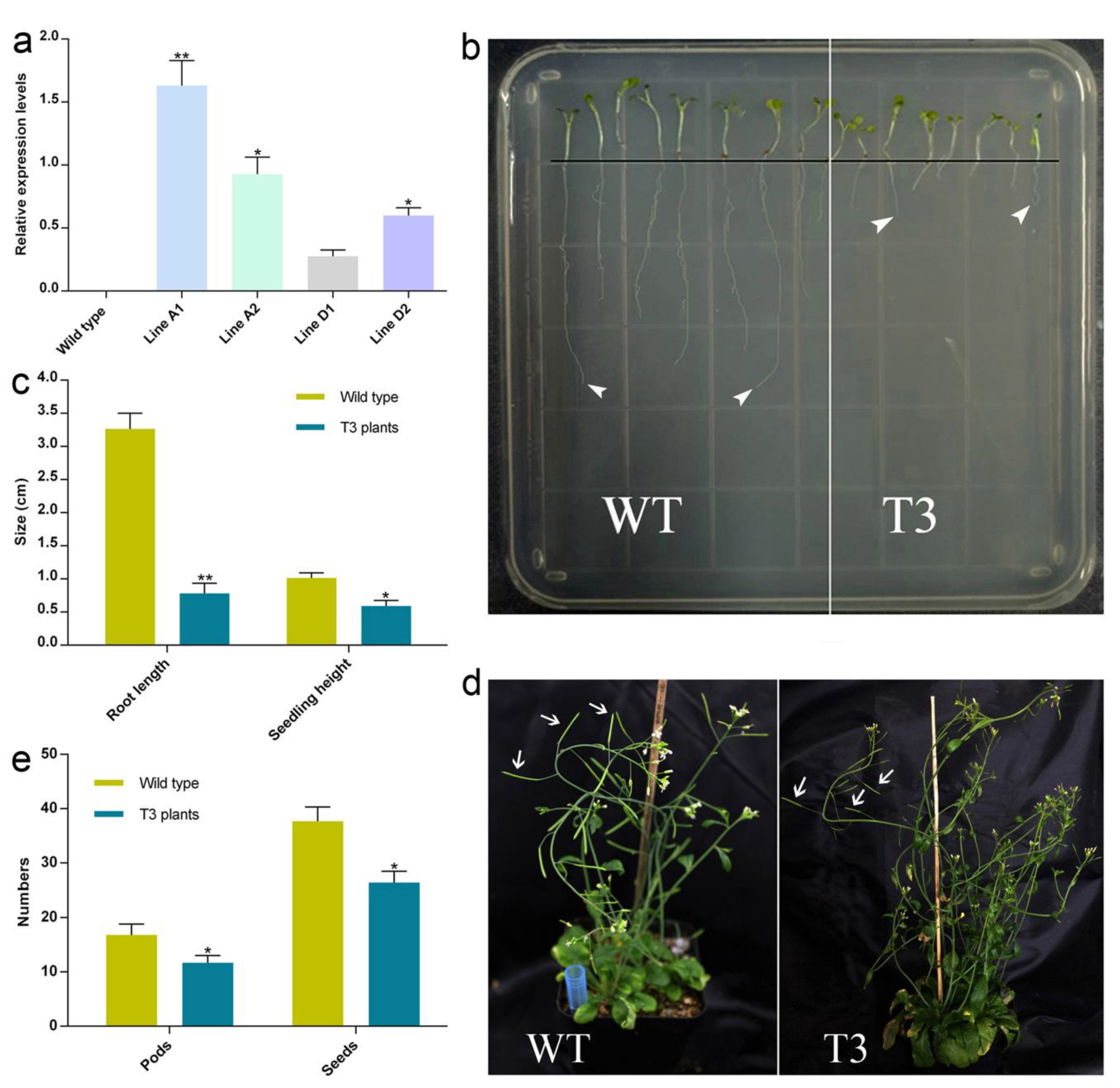 Plants 11 01506 g009