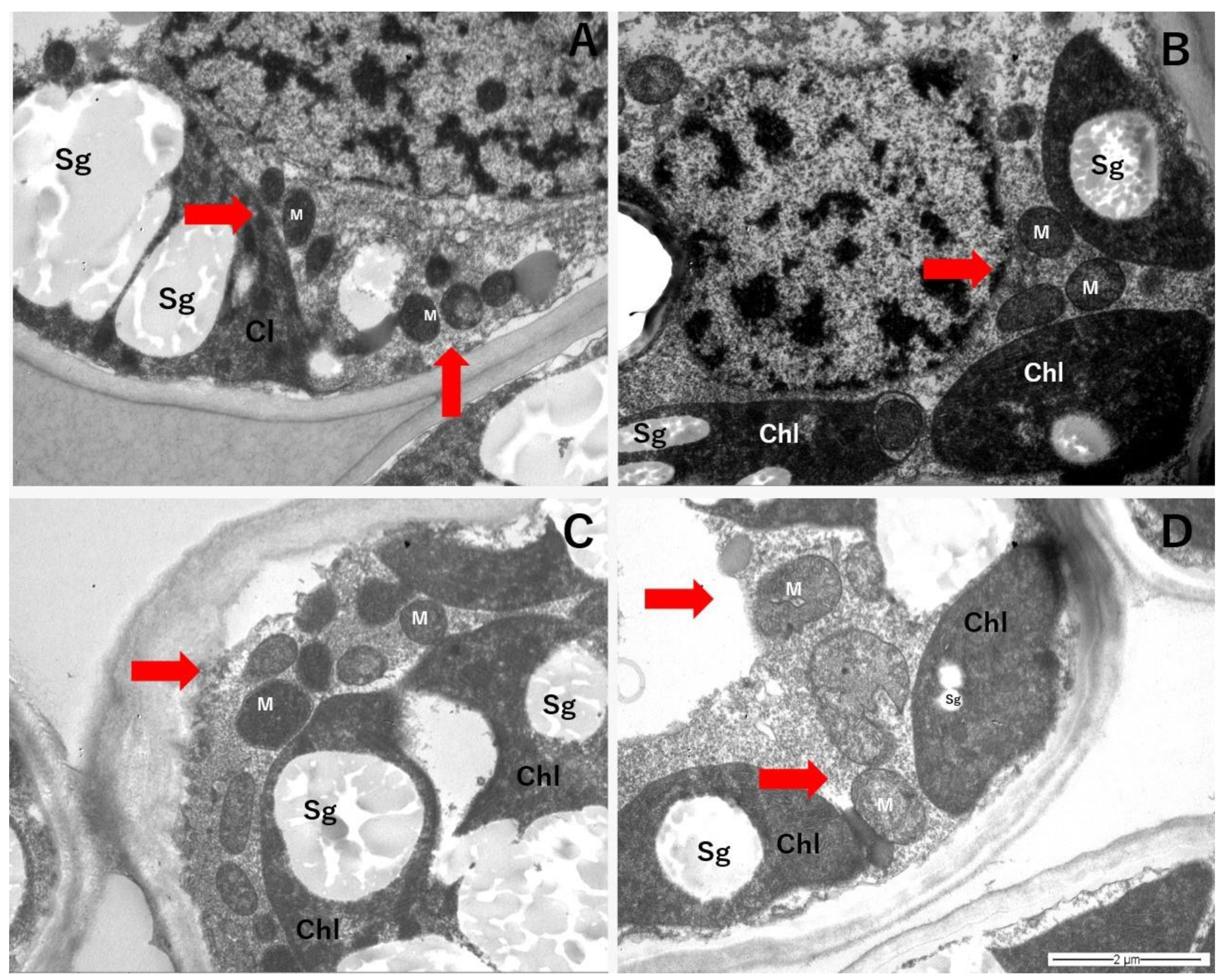 Plants 11 01520 g007 Plants 11 01520 g007