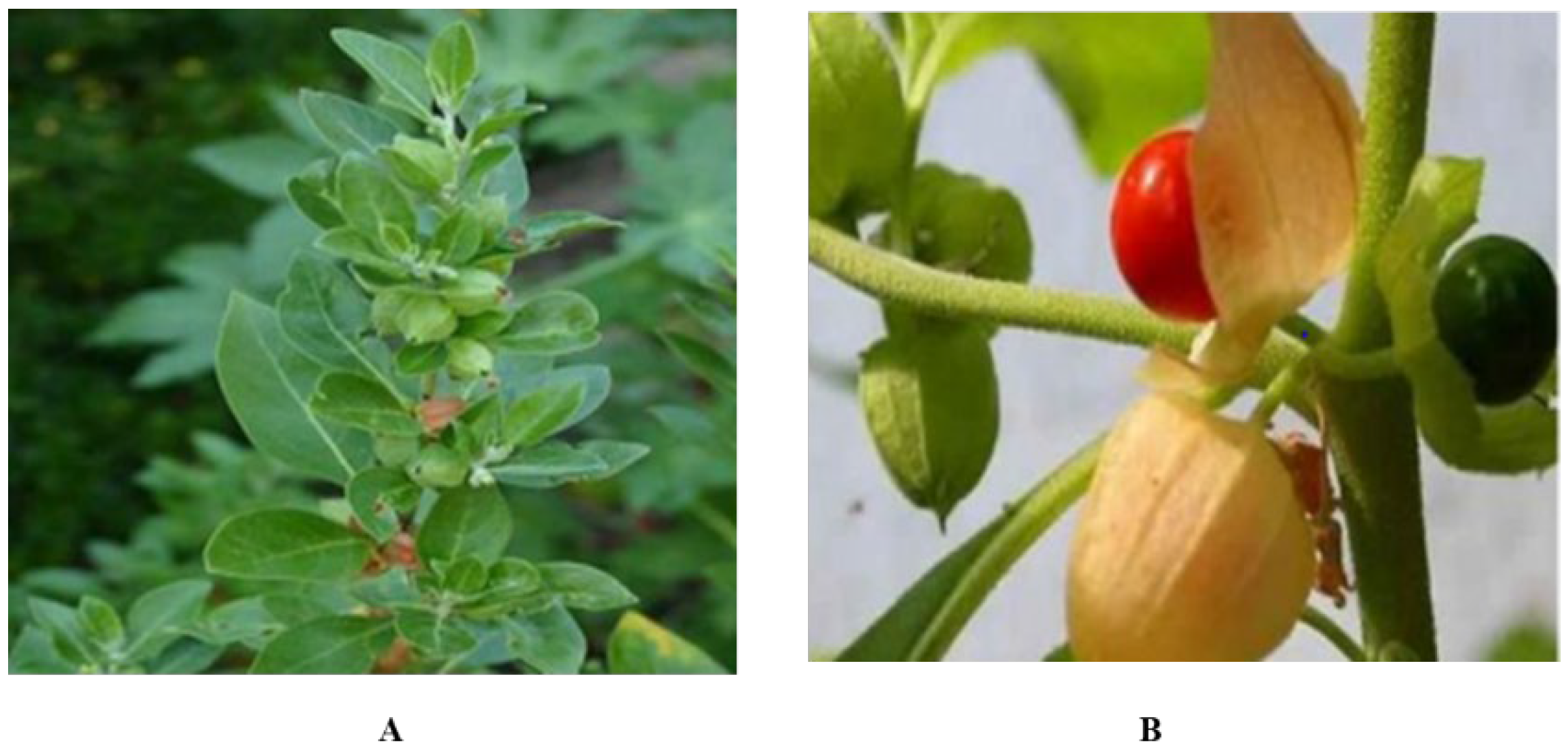 Plants 11 01525 g001