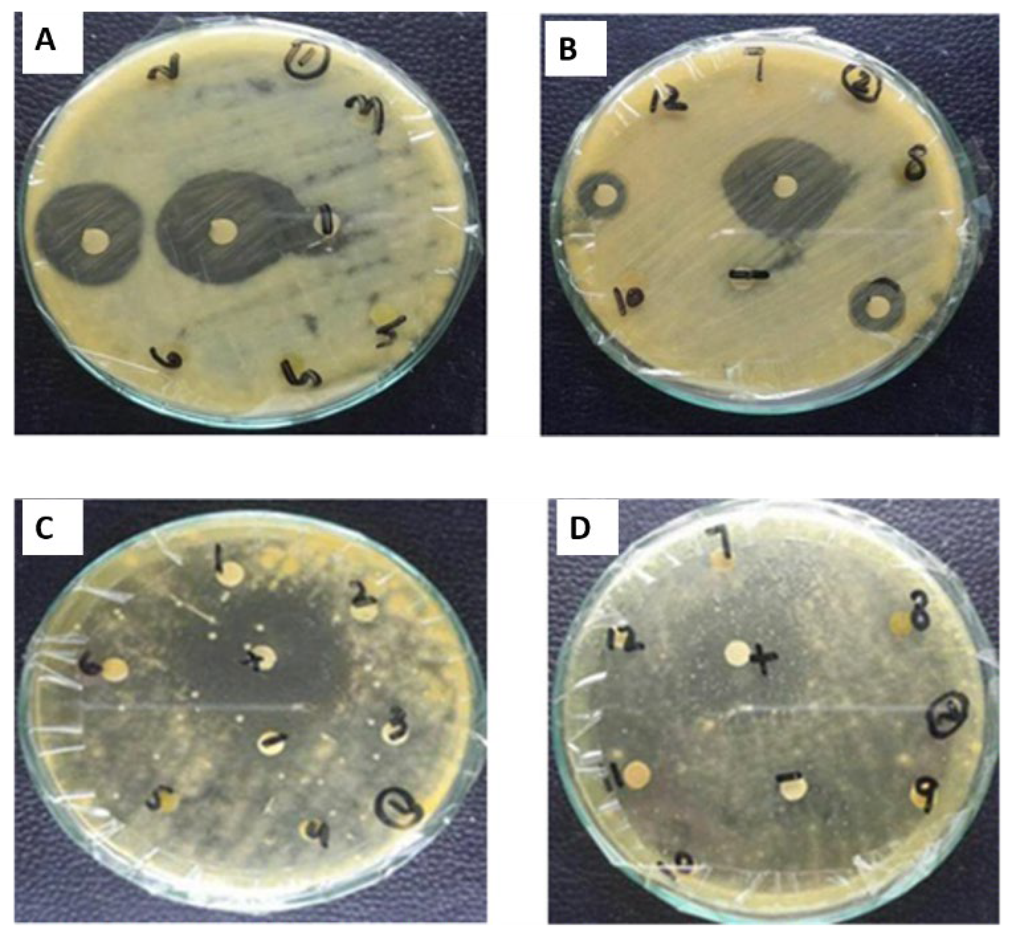 Plants 11 01525 g012