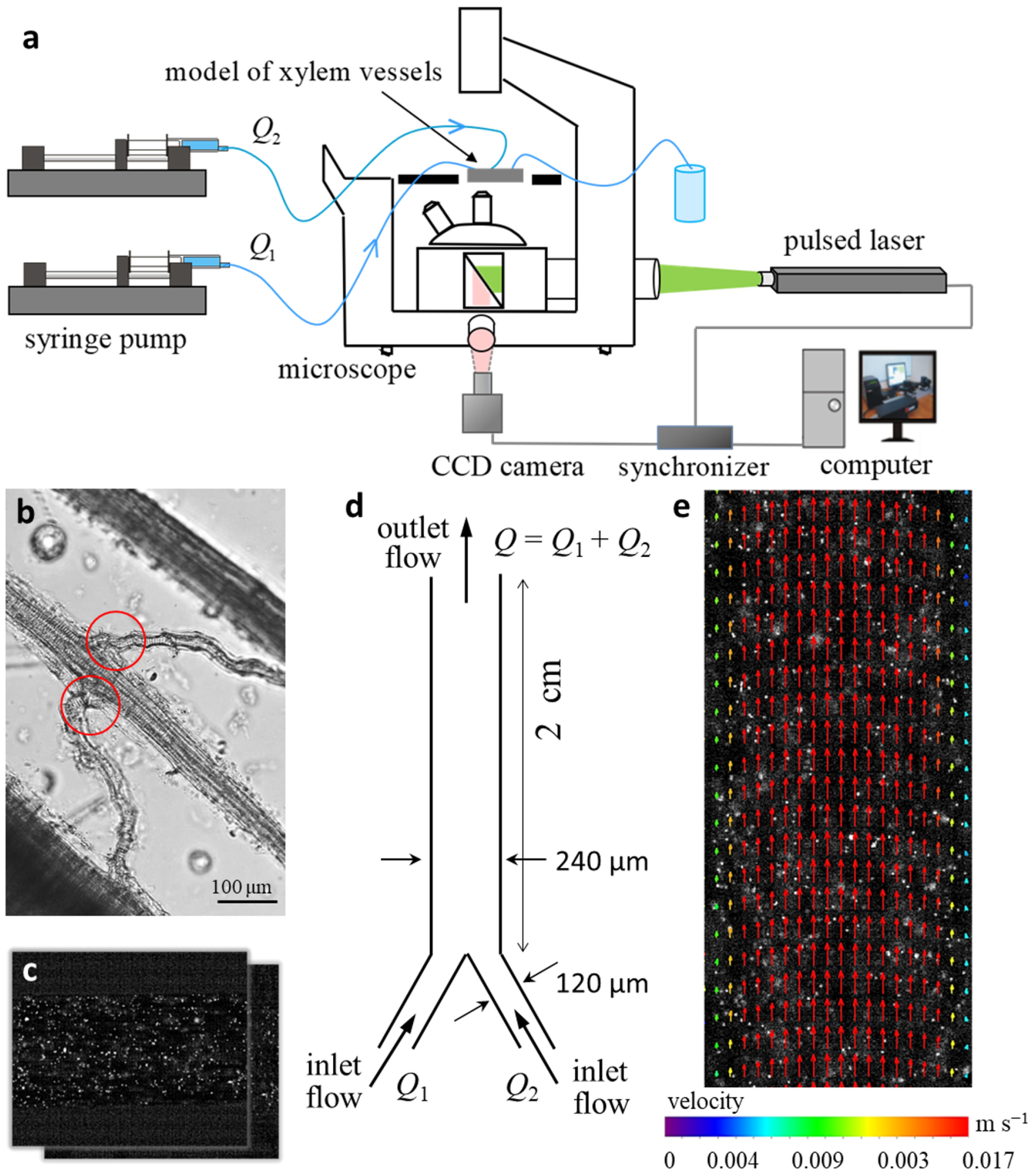 Plants 11 01533 g003 Plants 11 01533 g003