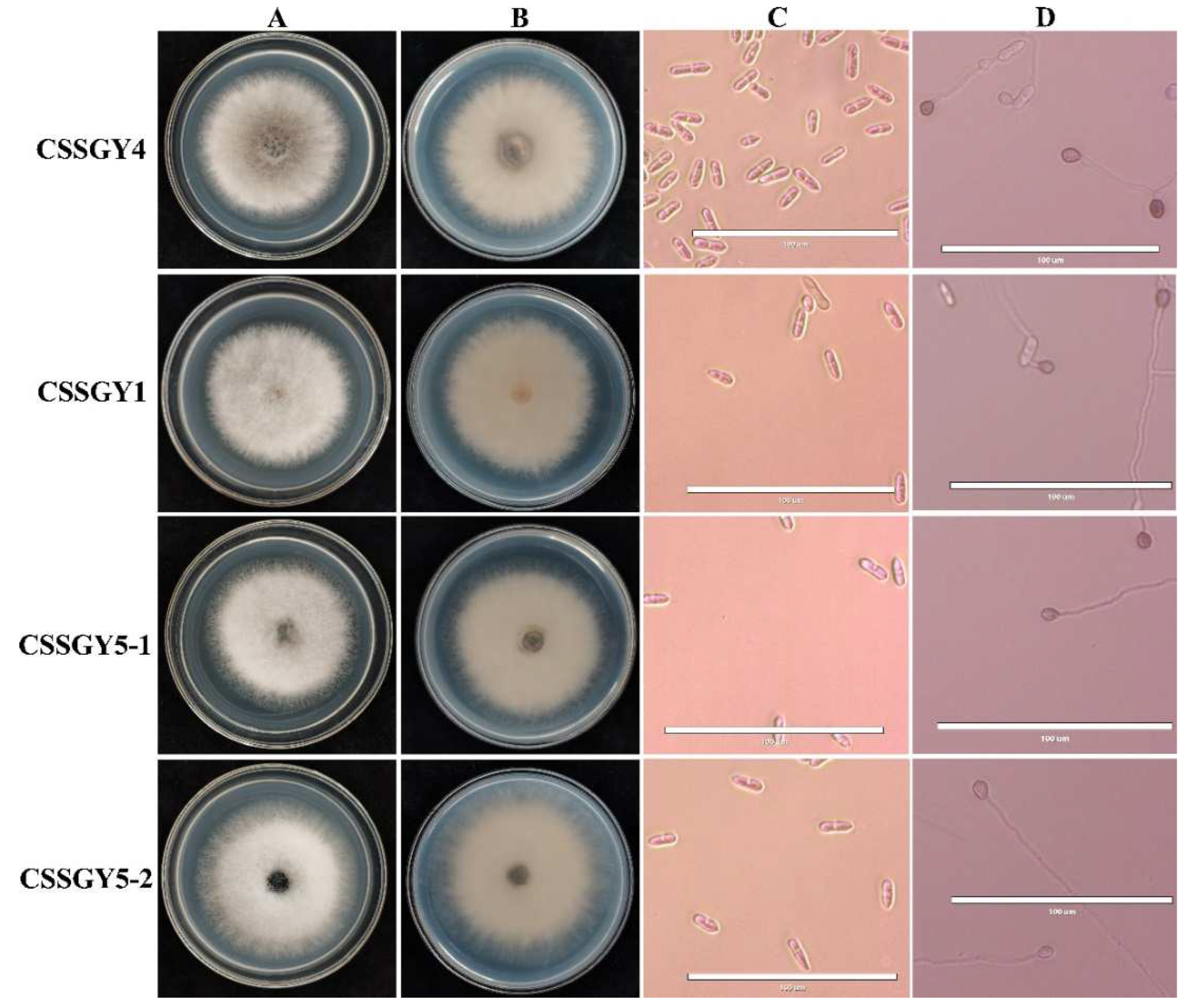 Plants 11 01537 g002