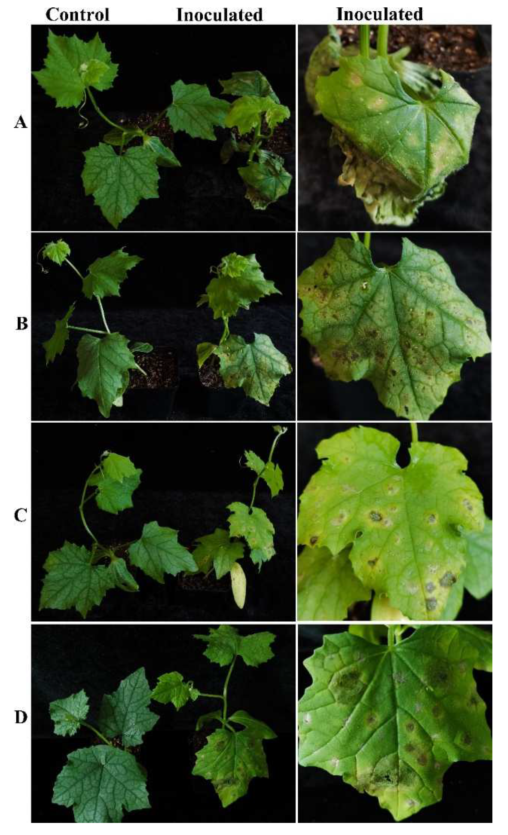Plants 11 01537 g004