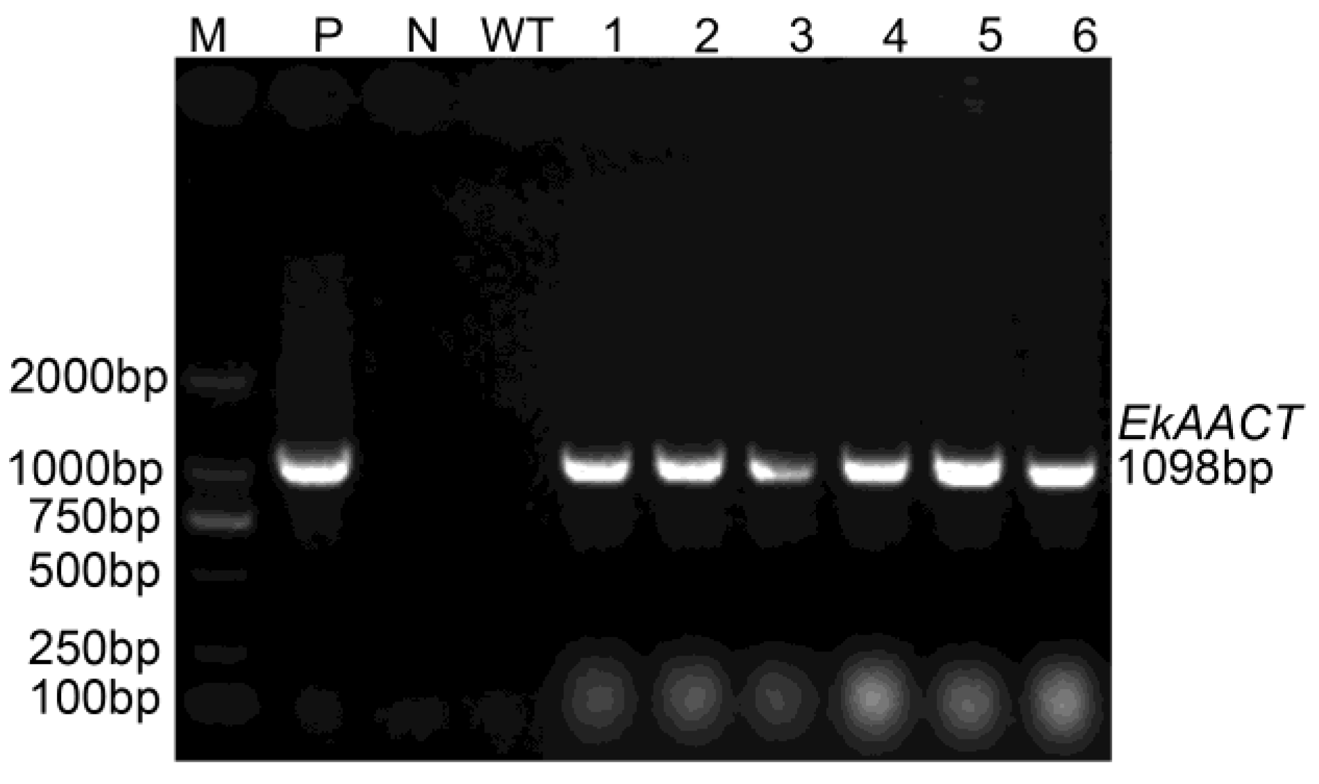 Plants 11 01539 g003 550