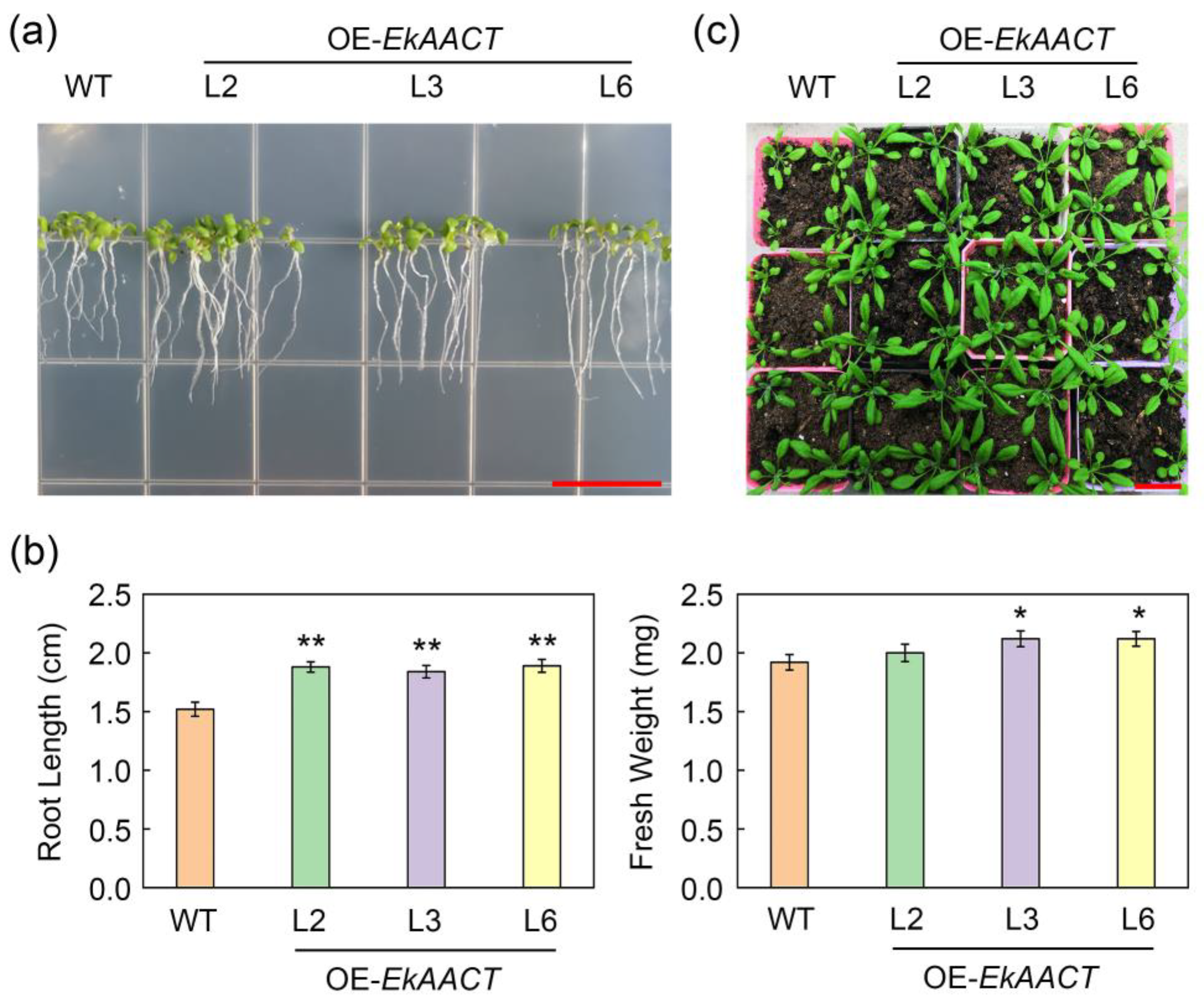Plants 11 01539 g005 550