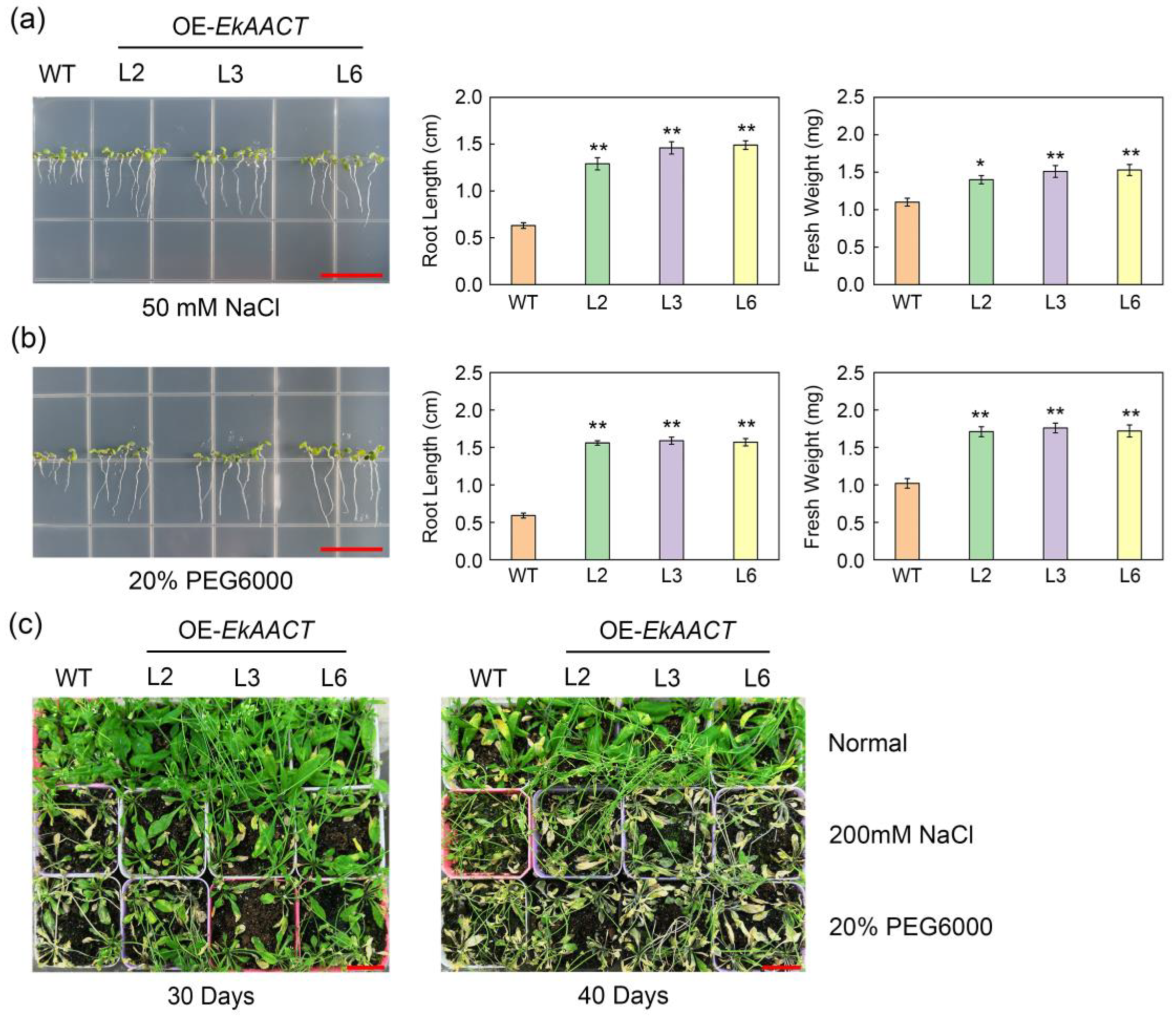 Plants 11 01539 g007 550