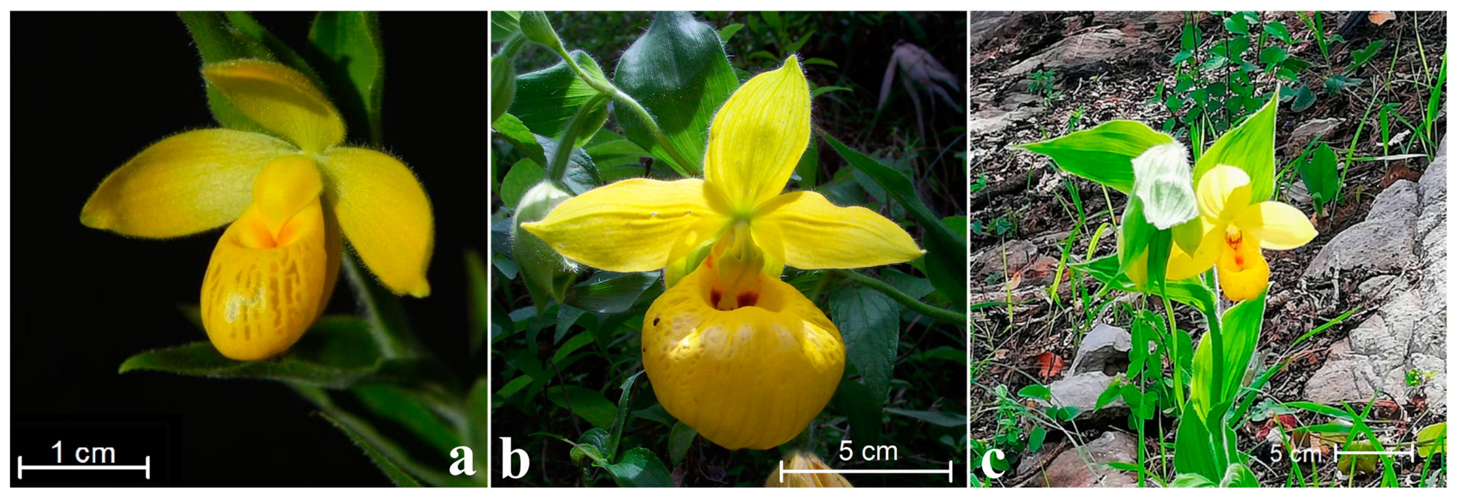 Plants 11 01554 g001 Plants 11 01554 g001