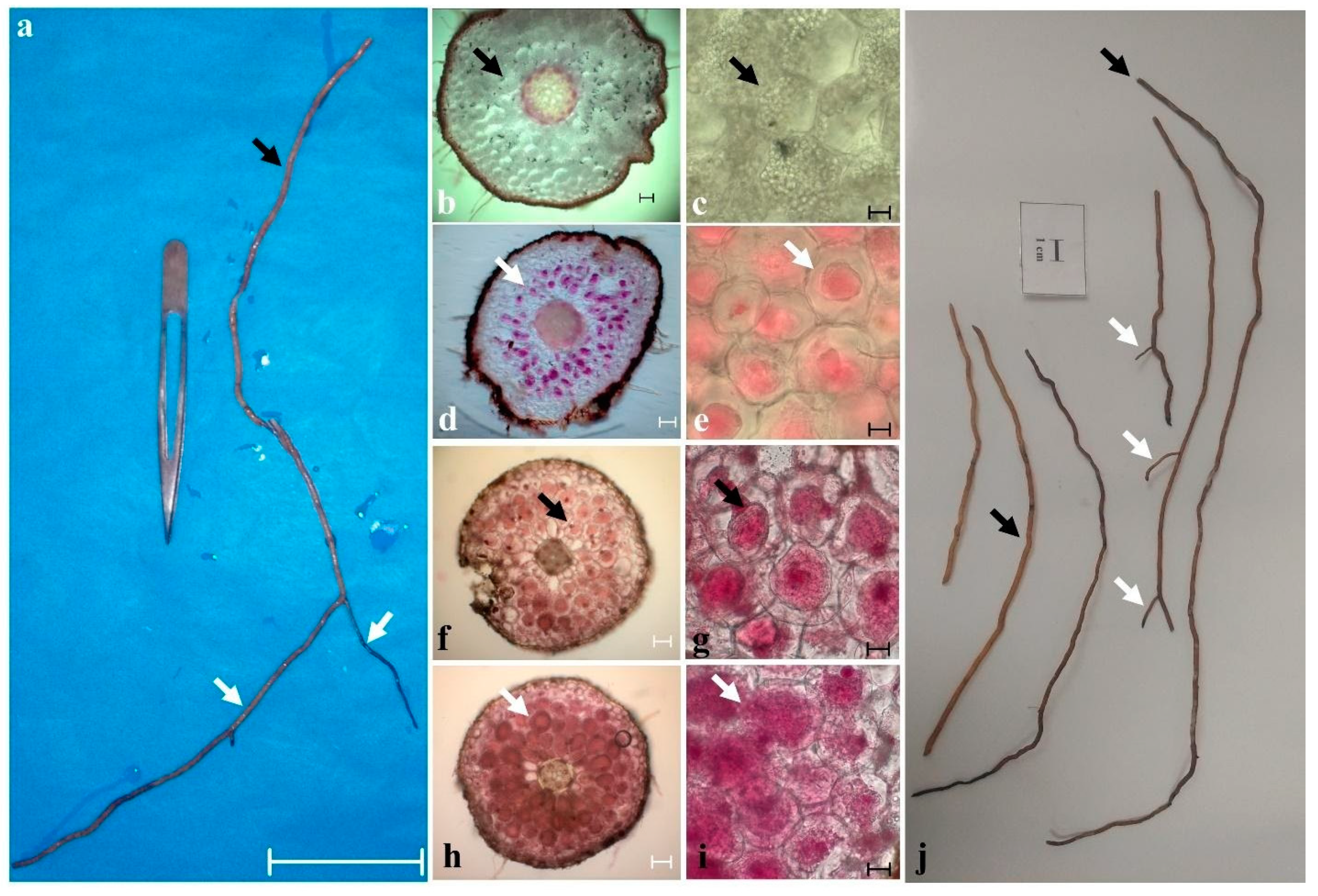 Plants 11 01554 g007 Plants 11 01554 g007