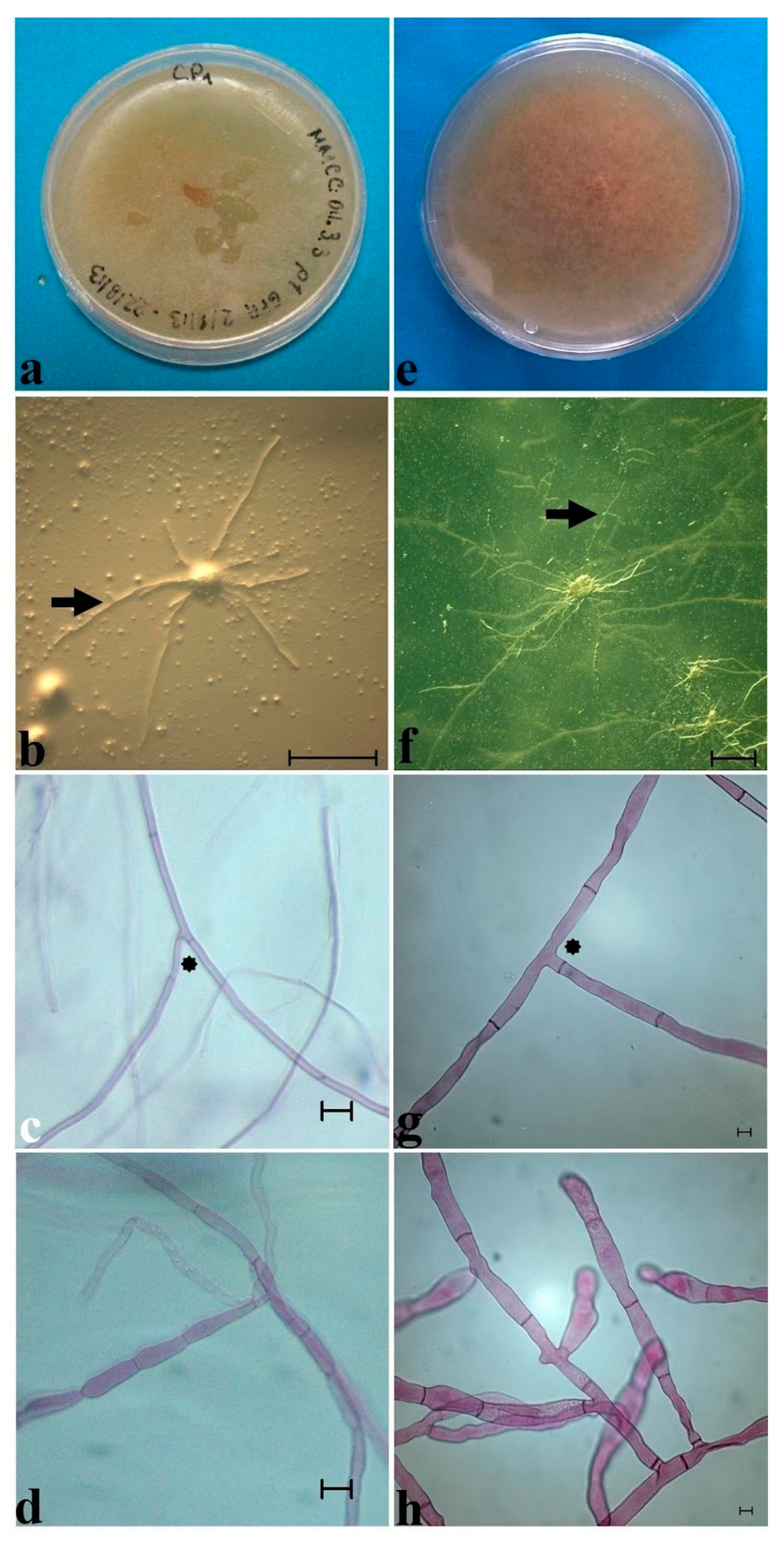 Plants 11 01554 g008 Plants 11 01554 g008