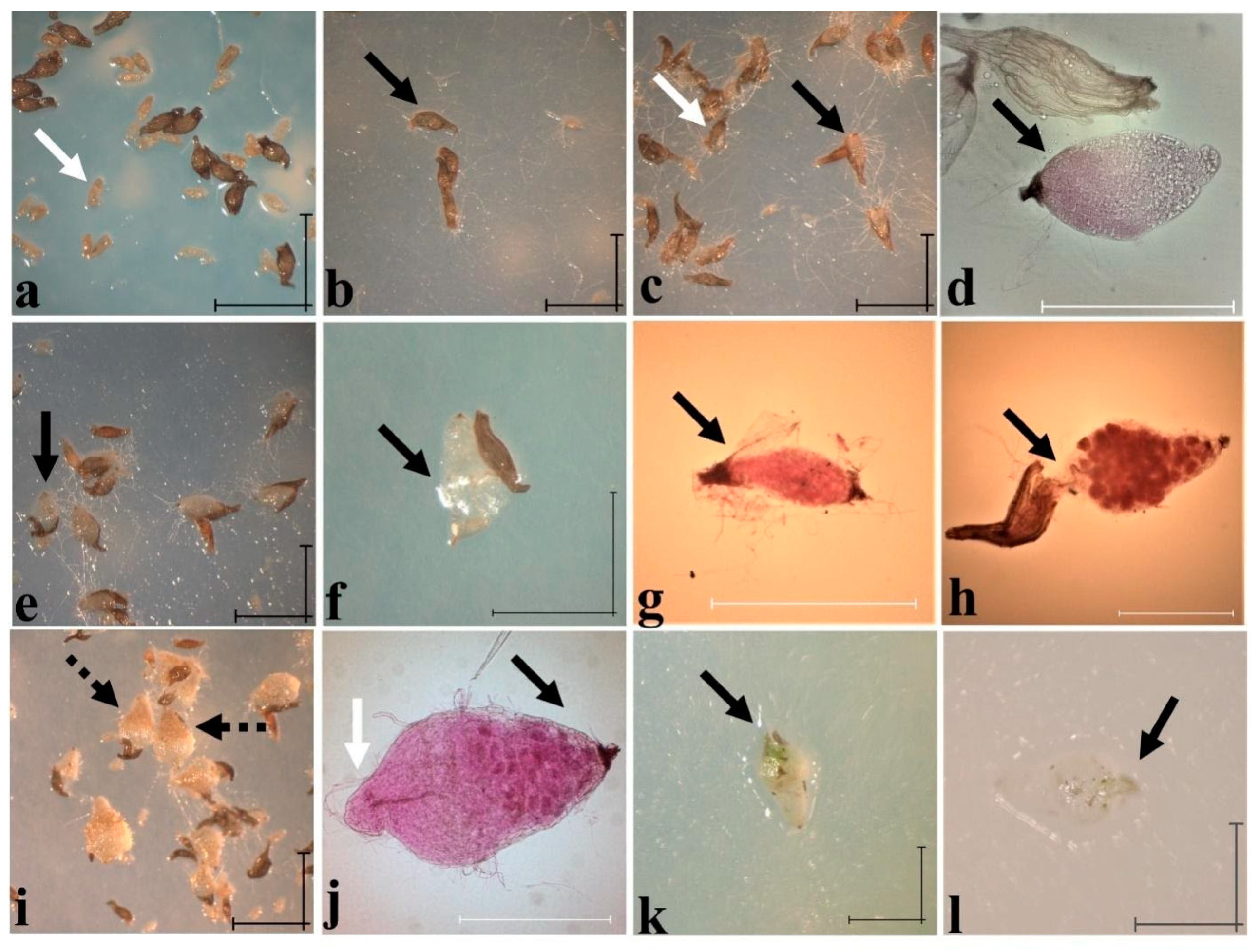 Plants 11 01554 g011 Plants 11 01554 g011