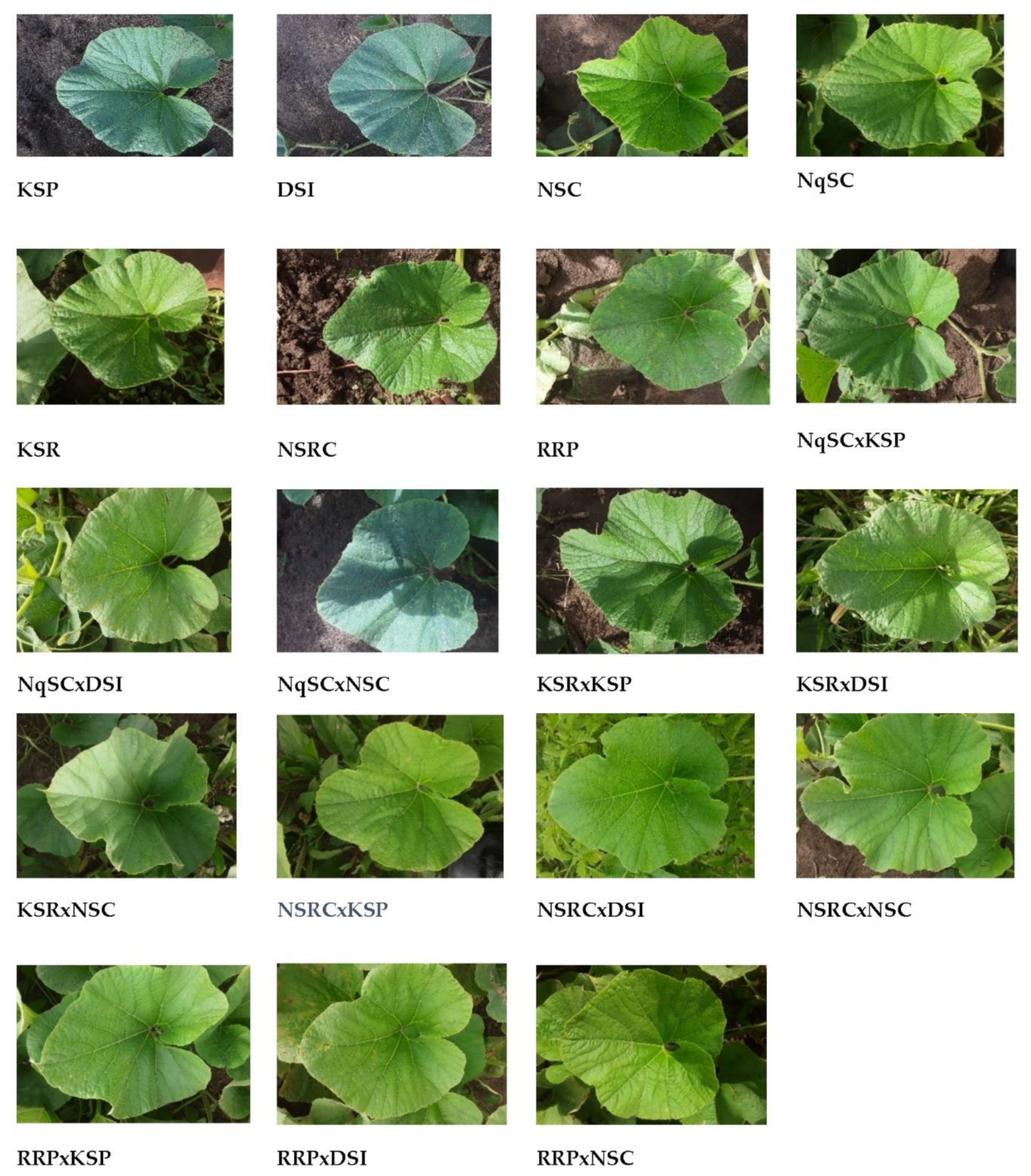 Plants 11 01558 g001