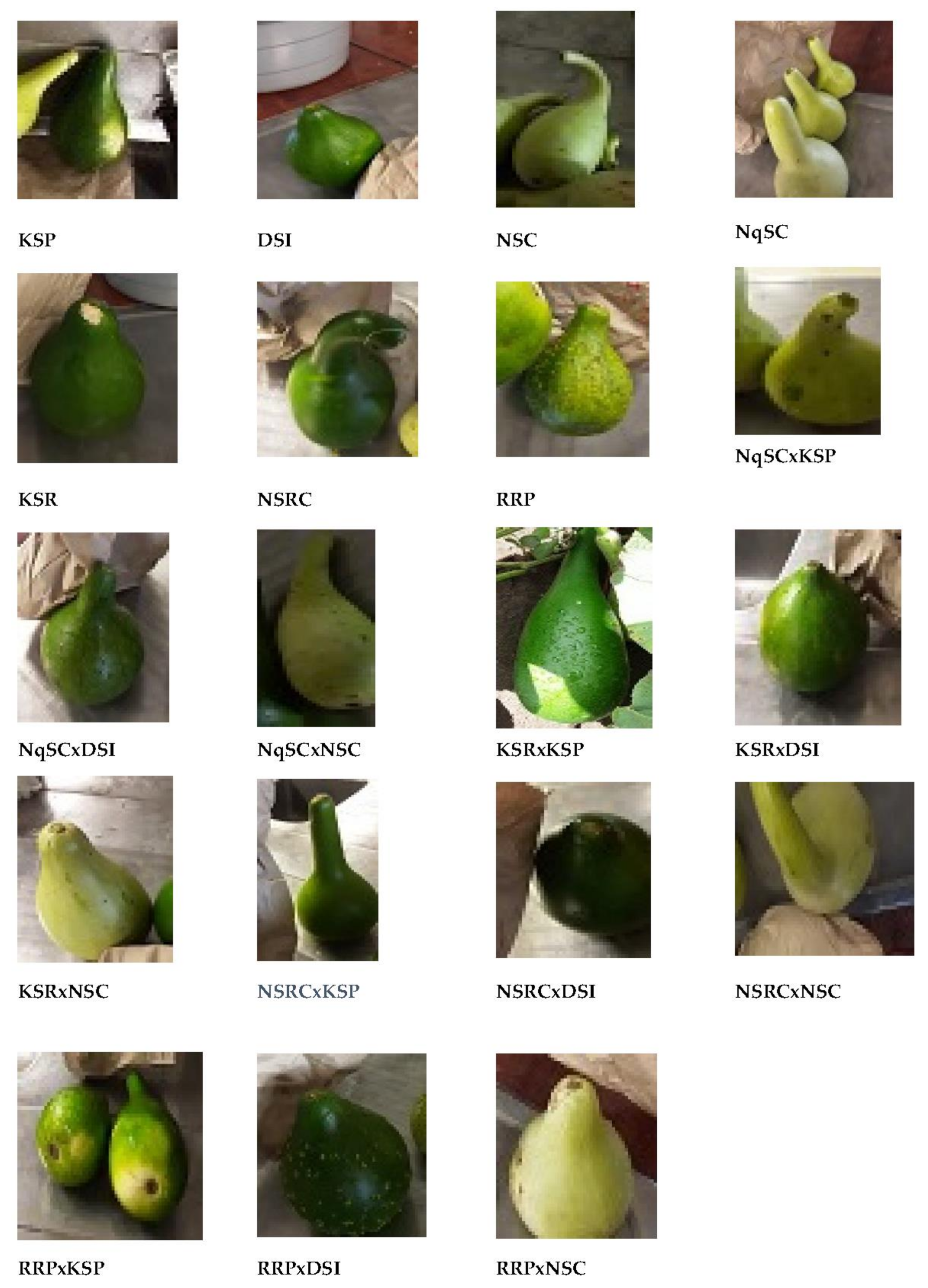 Plants 11 01558 g002