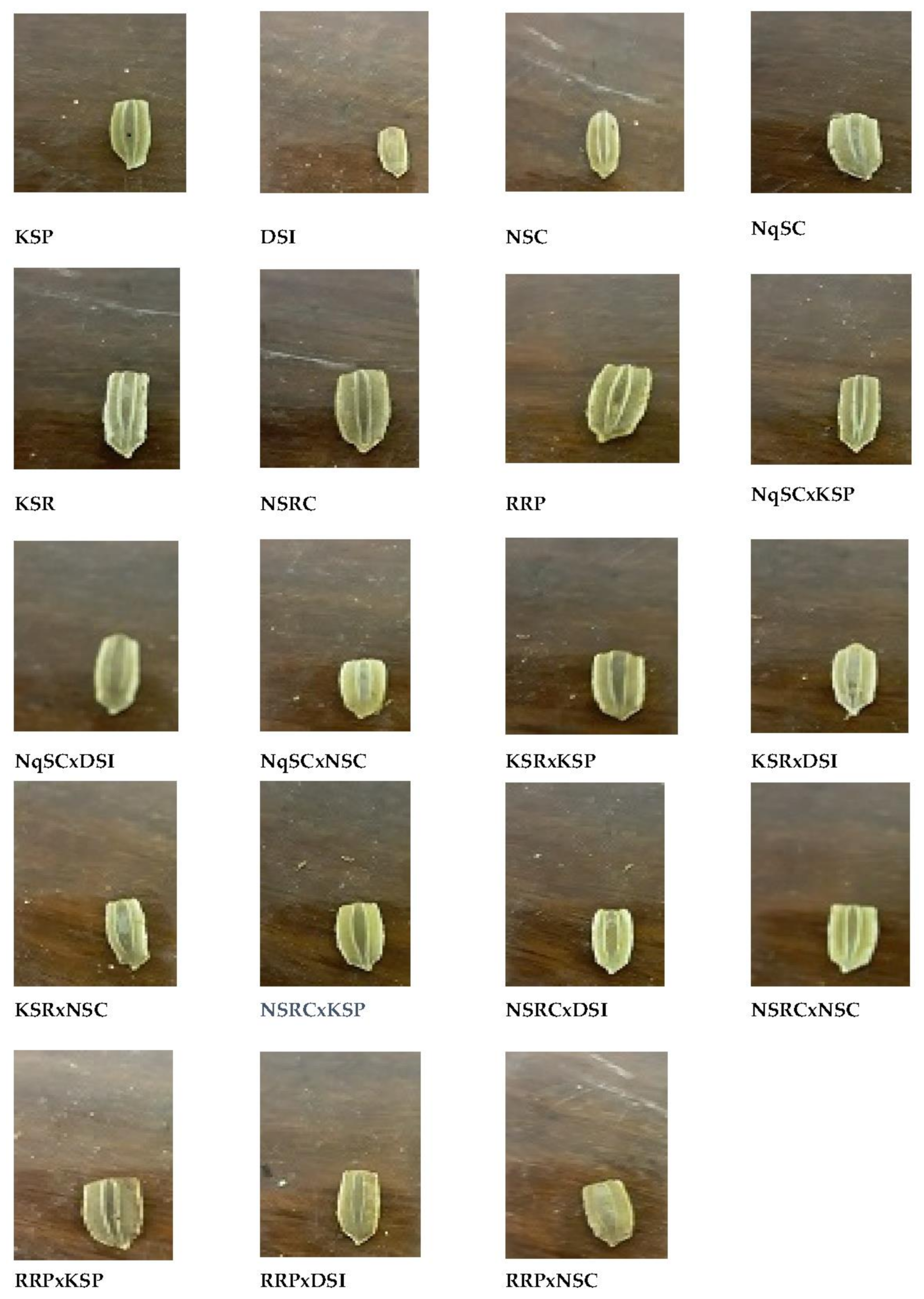 Plants 11 01558 g003