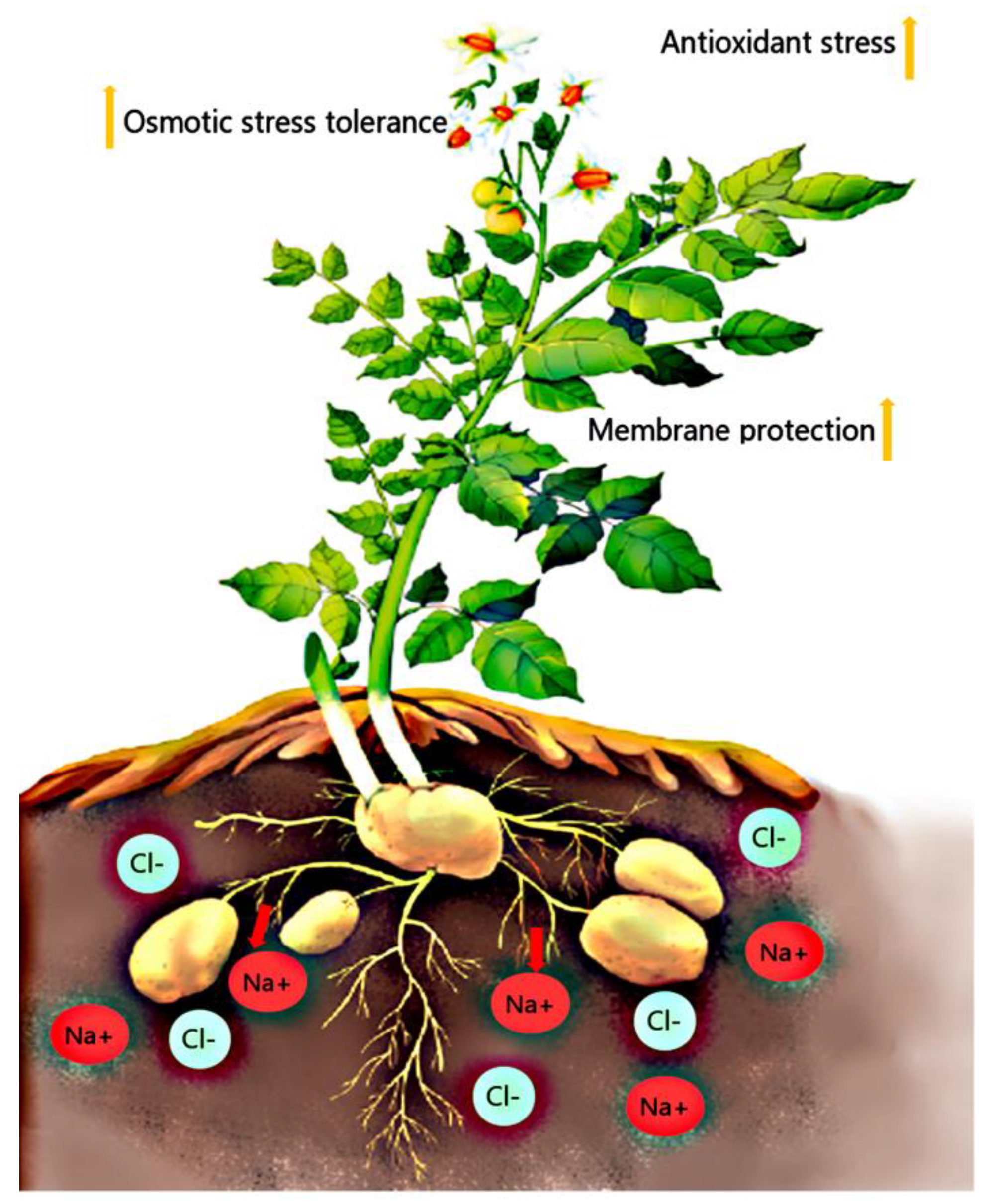 Plants 11 01565 g007 Plants 11 01565 g007