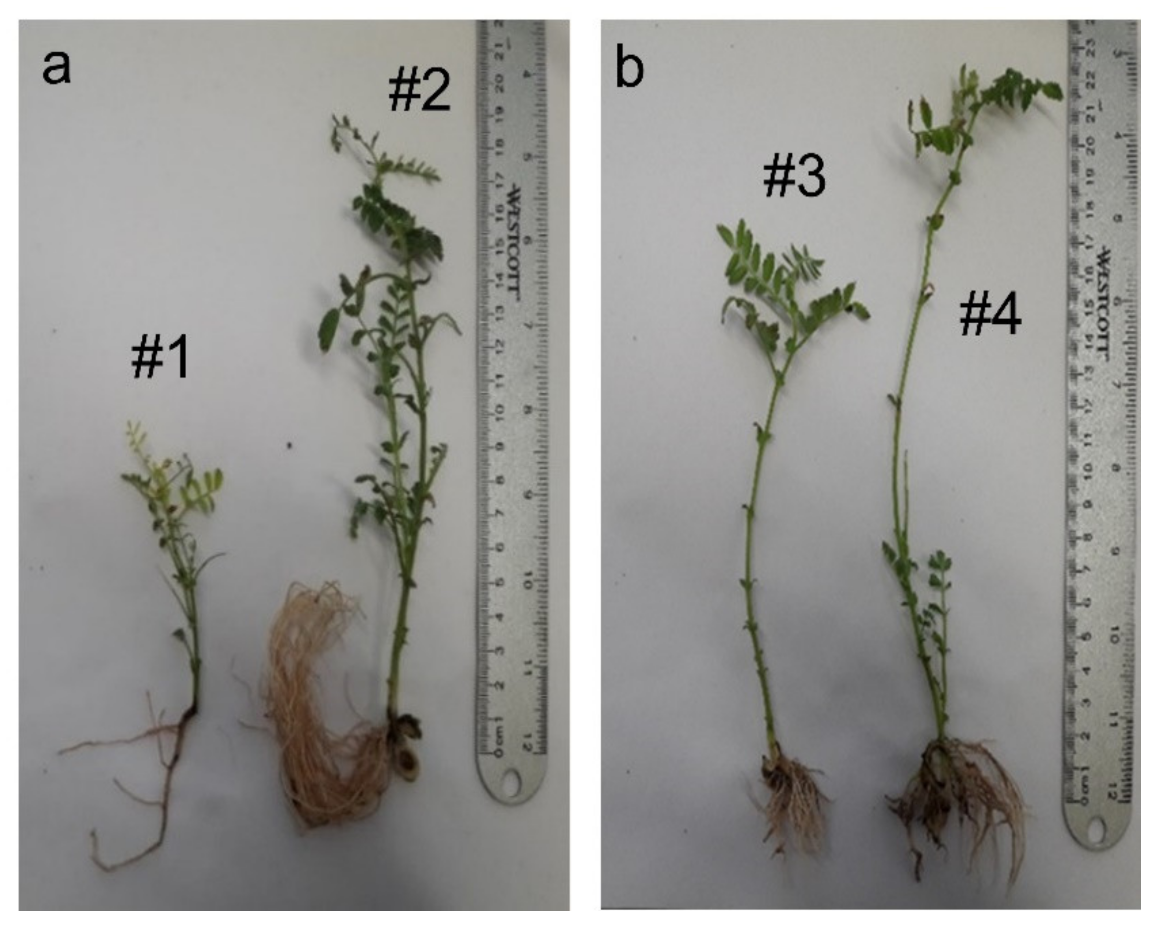 Plants 11 01569 g001