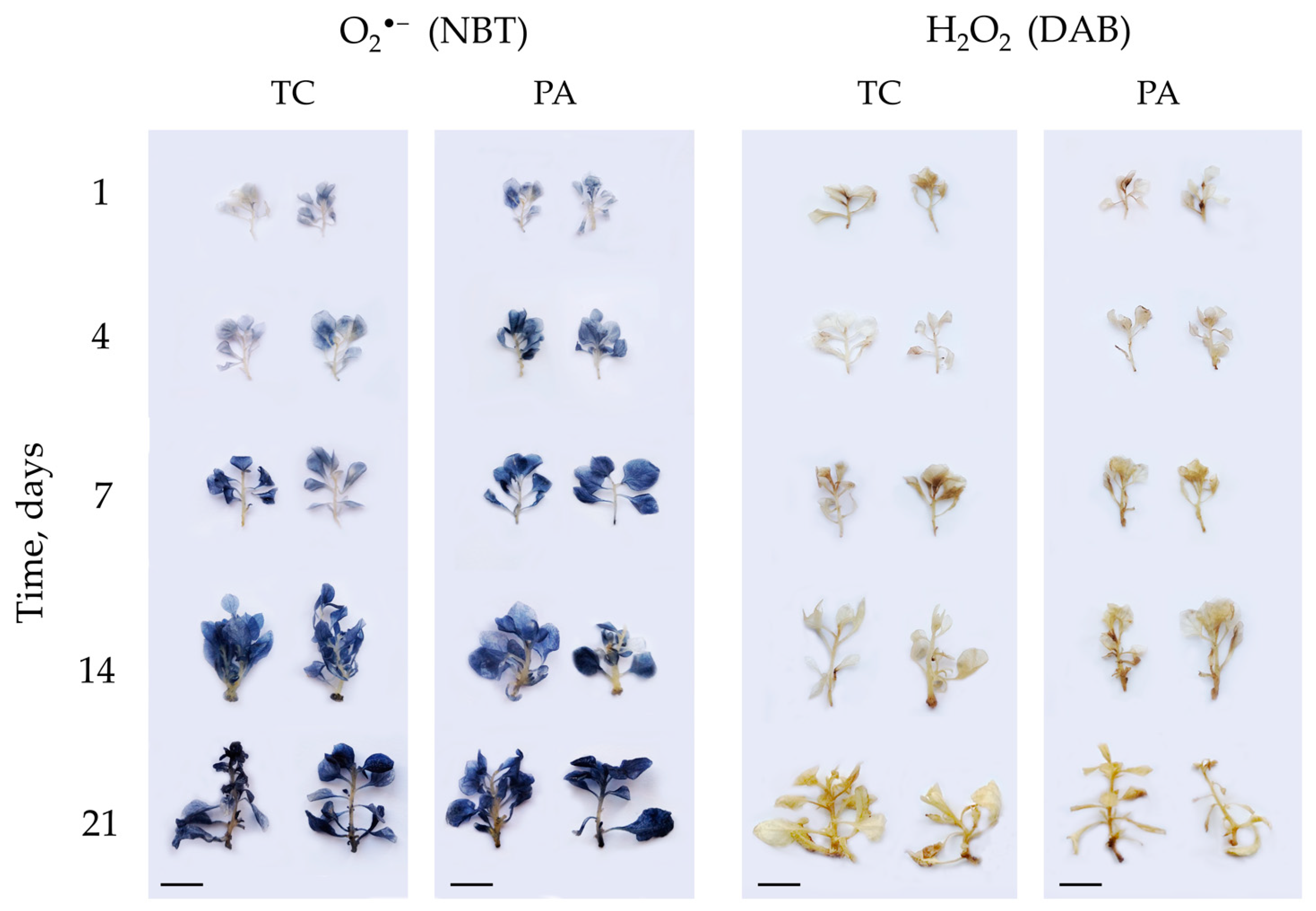 Plants 11 01572 g0a1 Plants 11 01572 g0a1