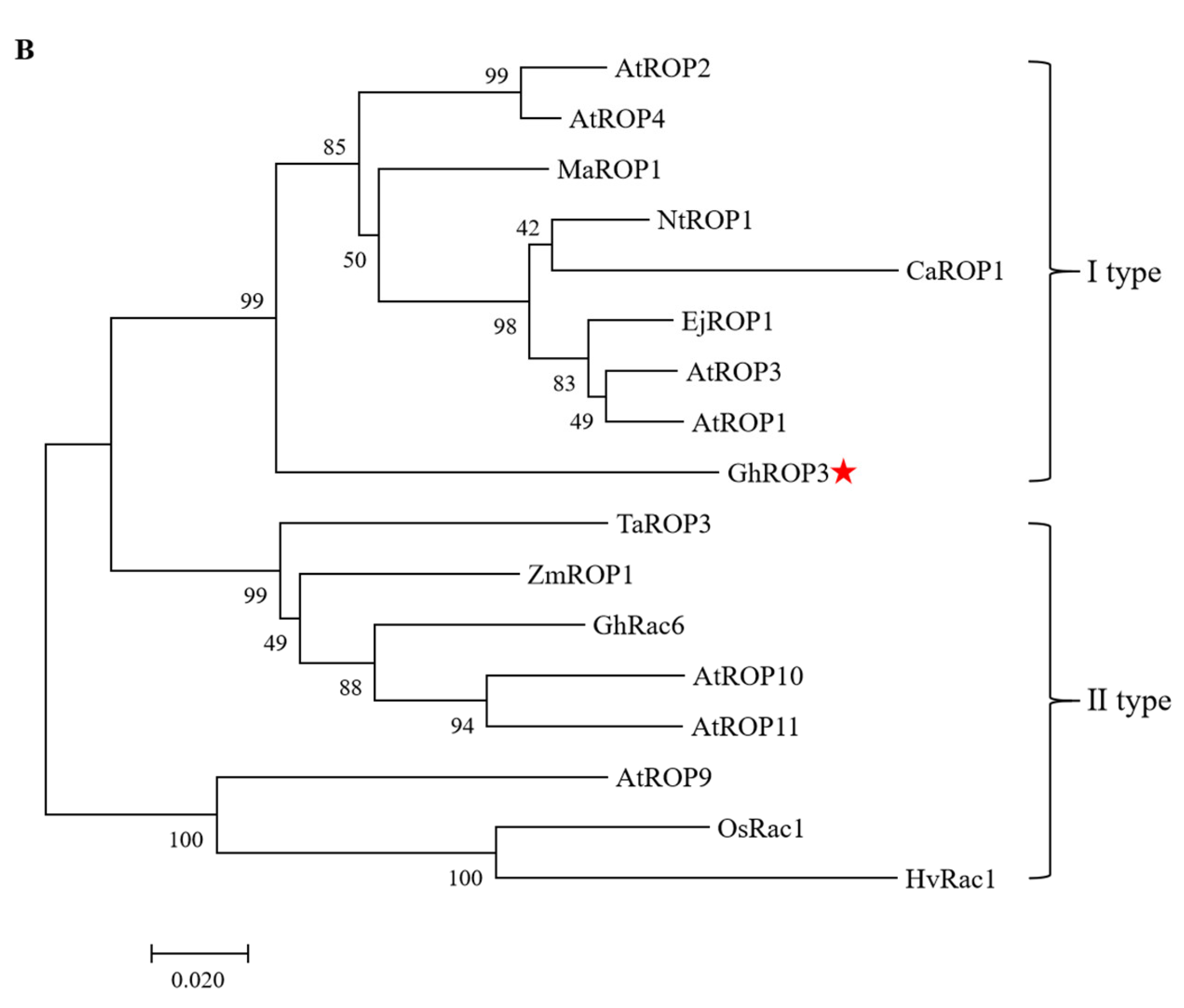Plants 11 01580 g001b Plants 11 01580 g001b