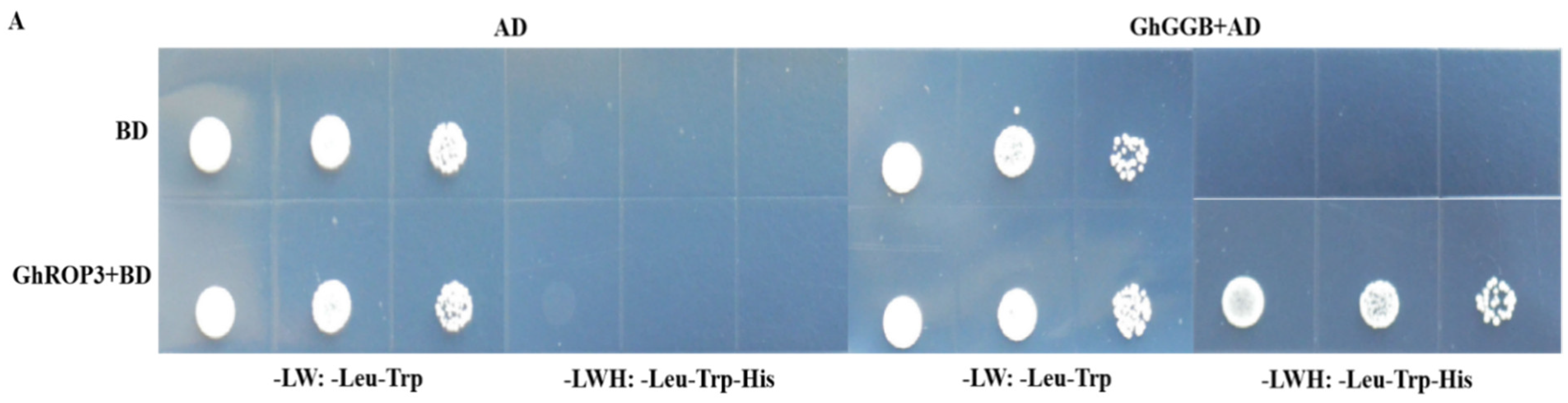 Plants 11 01580 g002a Plants 11 01580 g002a